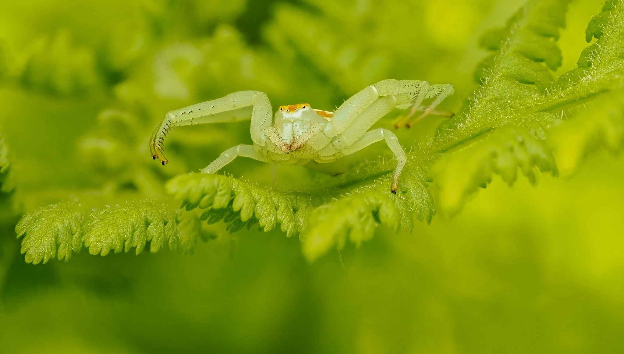 This spider is very excited! Why? Because it is insect week! lots of bugs to find and eat, lol

🐞 Happy Insect Week! 🦋

The world's smallest creatures often tell nature's biggest stories. The little world  reveal a hidden universe waiting to be exp