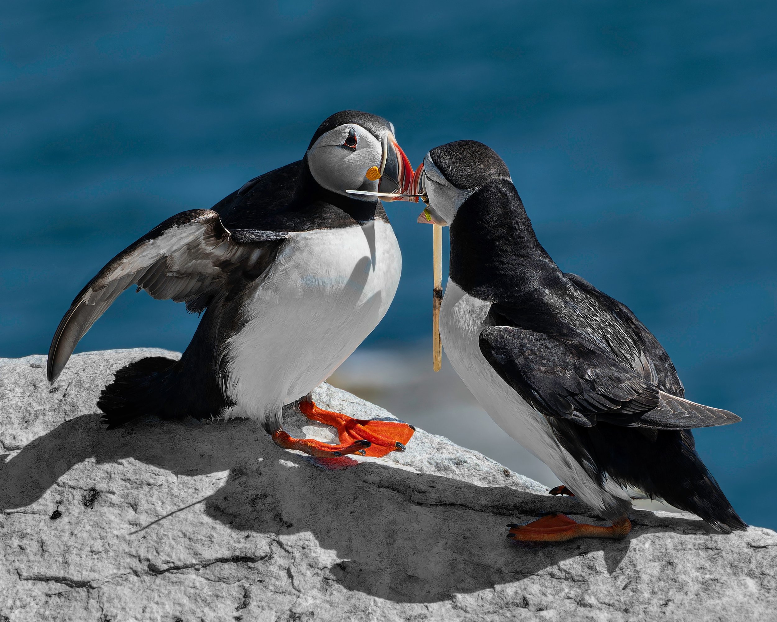 Puffins

Taken, handheld, with the @omsystem.americas camera and 40-150 f2.8 lens

#puffins #omsystem @omsystem.cameras @lisatomphotos #birds
