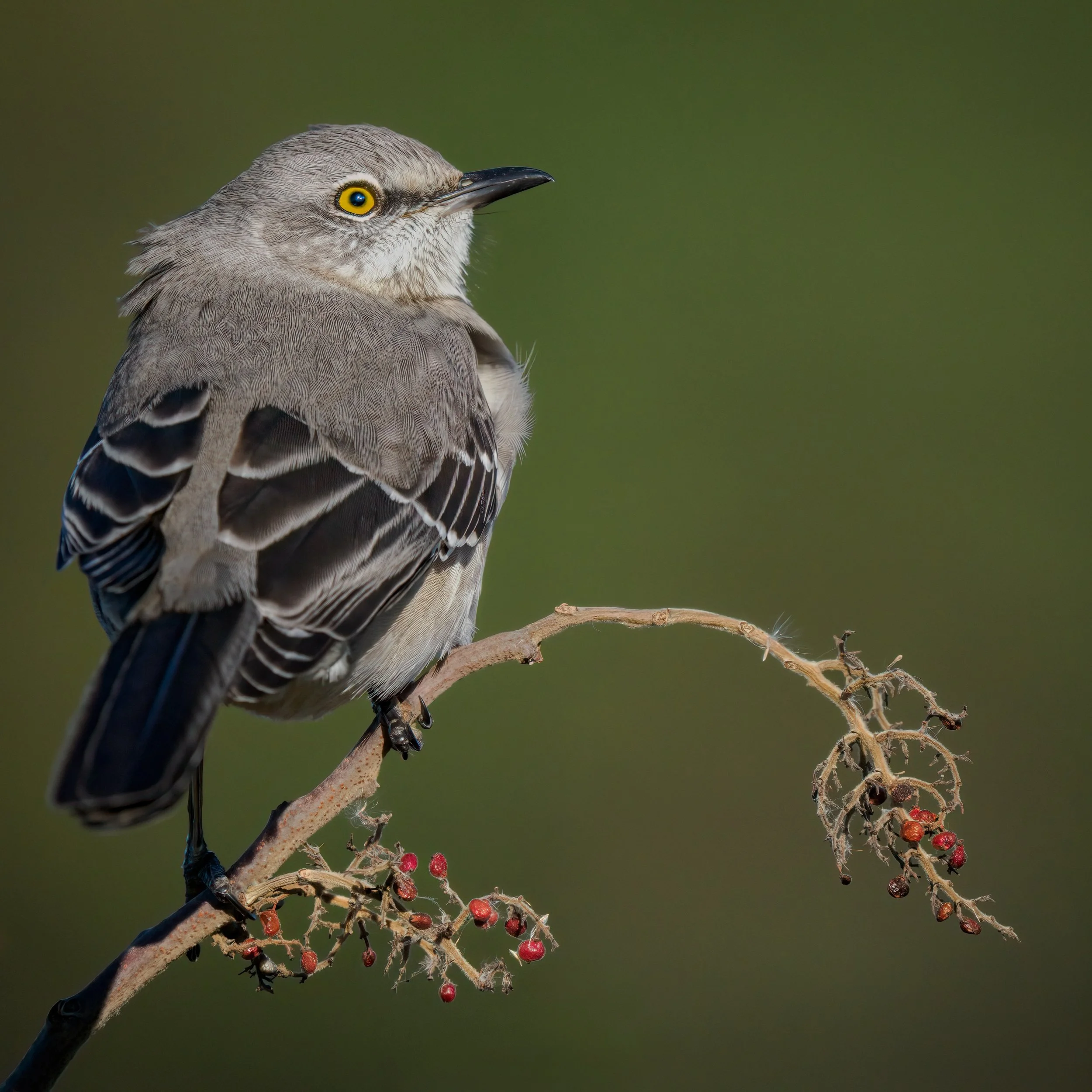 Love the head angle

Taken, handheld, with the @omsystem.americas 150-400mm lens on my OM-1 mark II

#omsystem #birds #mockingbird #lisatomphotos