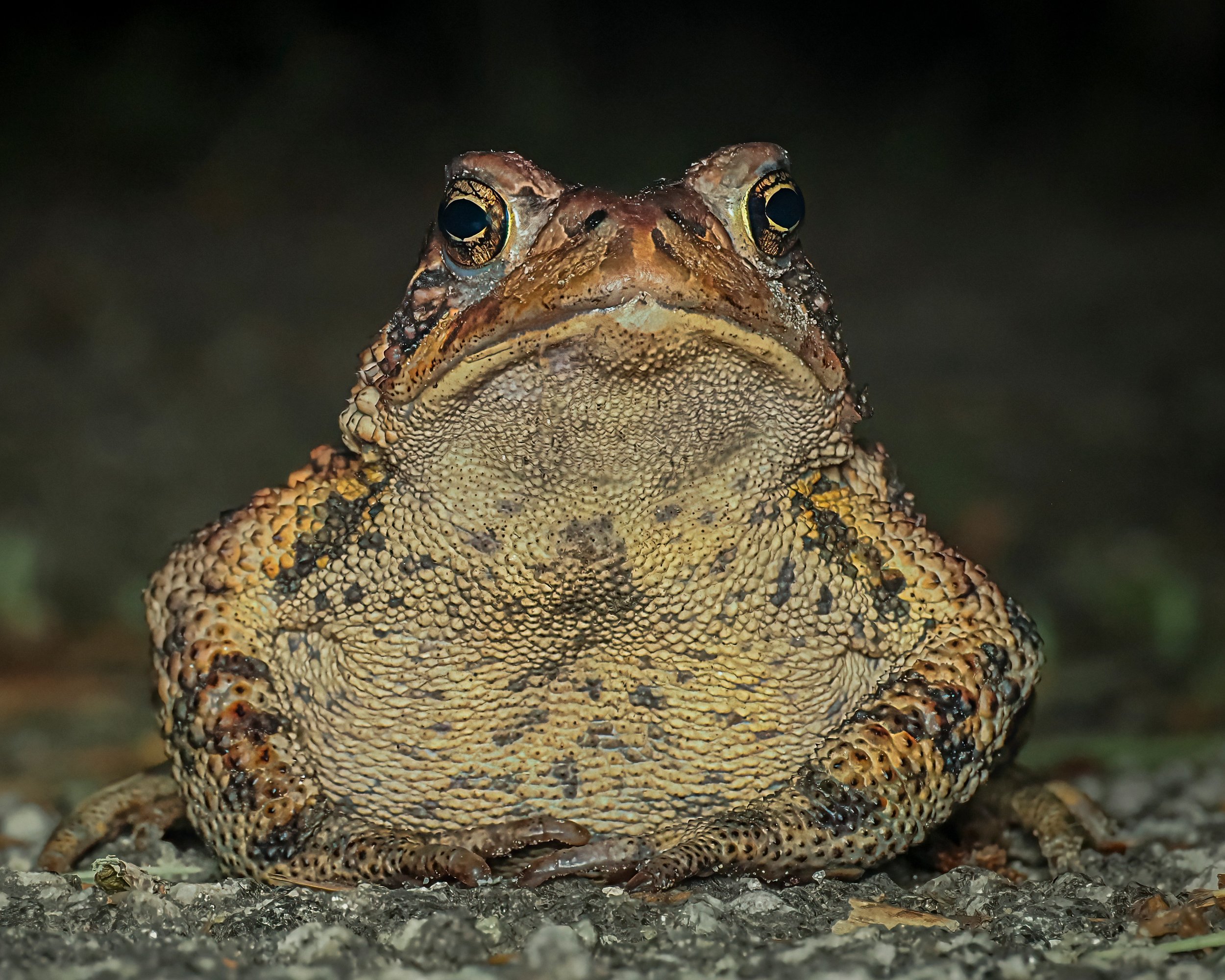 Froggie photo op!! Fucs stacked, handheld, in-cmera, 10 stacks, swipe right for two more FS images

This female American Toad was waiting for us when we returned to the lake last night. It was not to be thwarted, wanting its photo op. Tom could not e