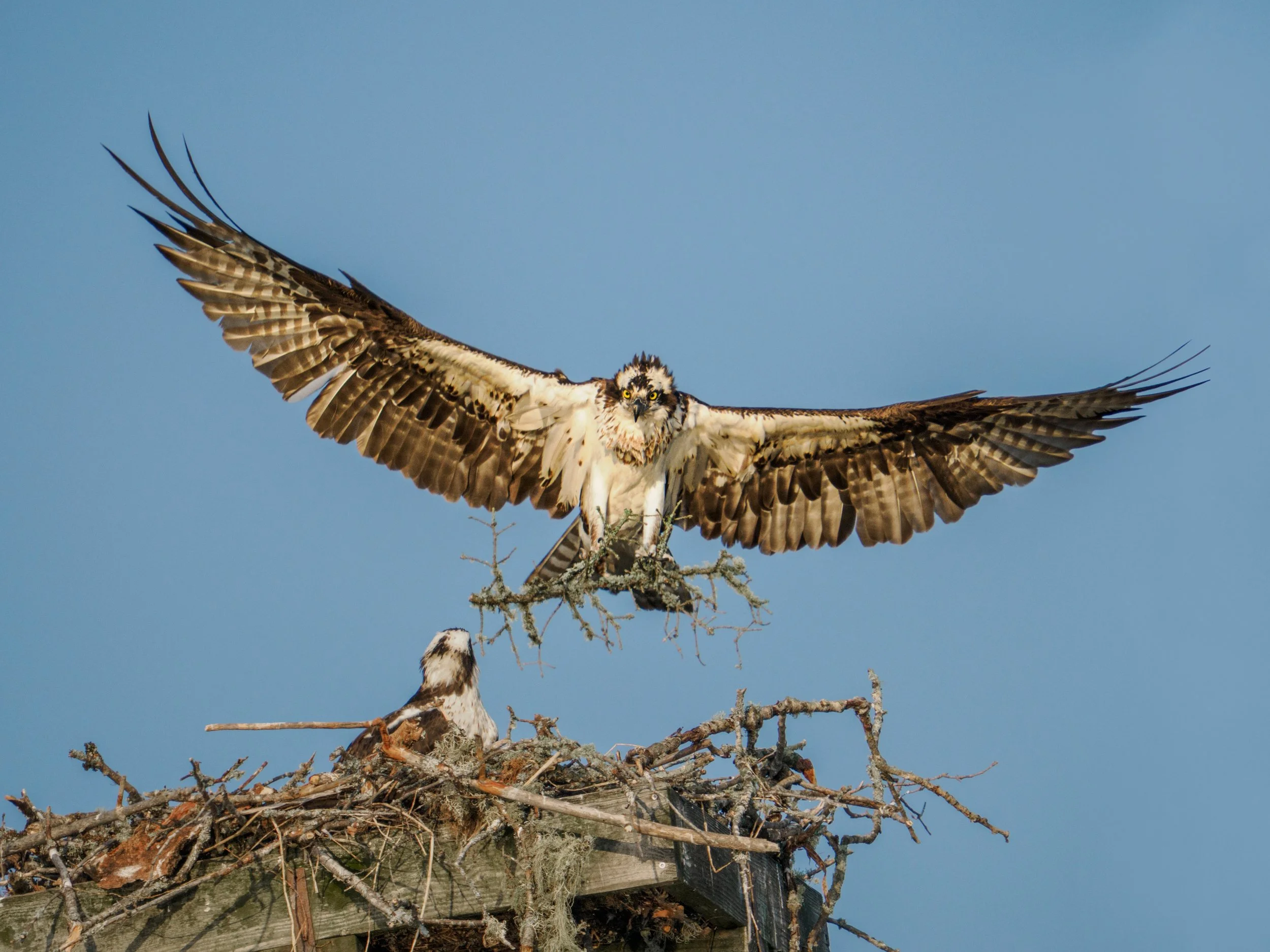 Osprey bringing in nesting materials

Taken, handheld, with the @omsystem.americas M Zuiko 150-400mm with the internal 1.25X lens teleconverter engaged on the OM-1 mark II

#omsystem #opsrey #birds #adirondakcs #lisatomphotos
