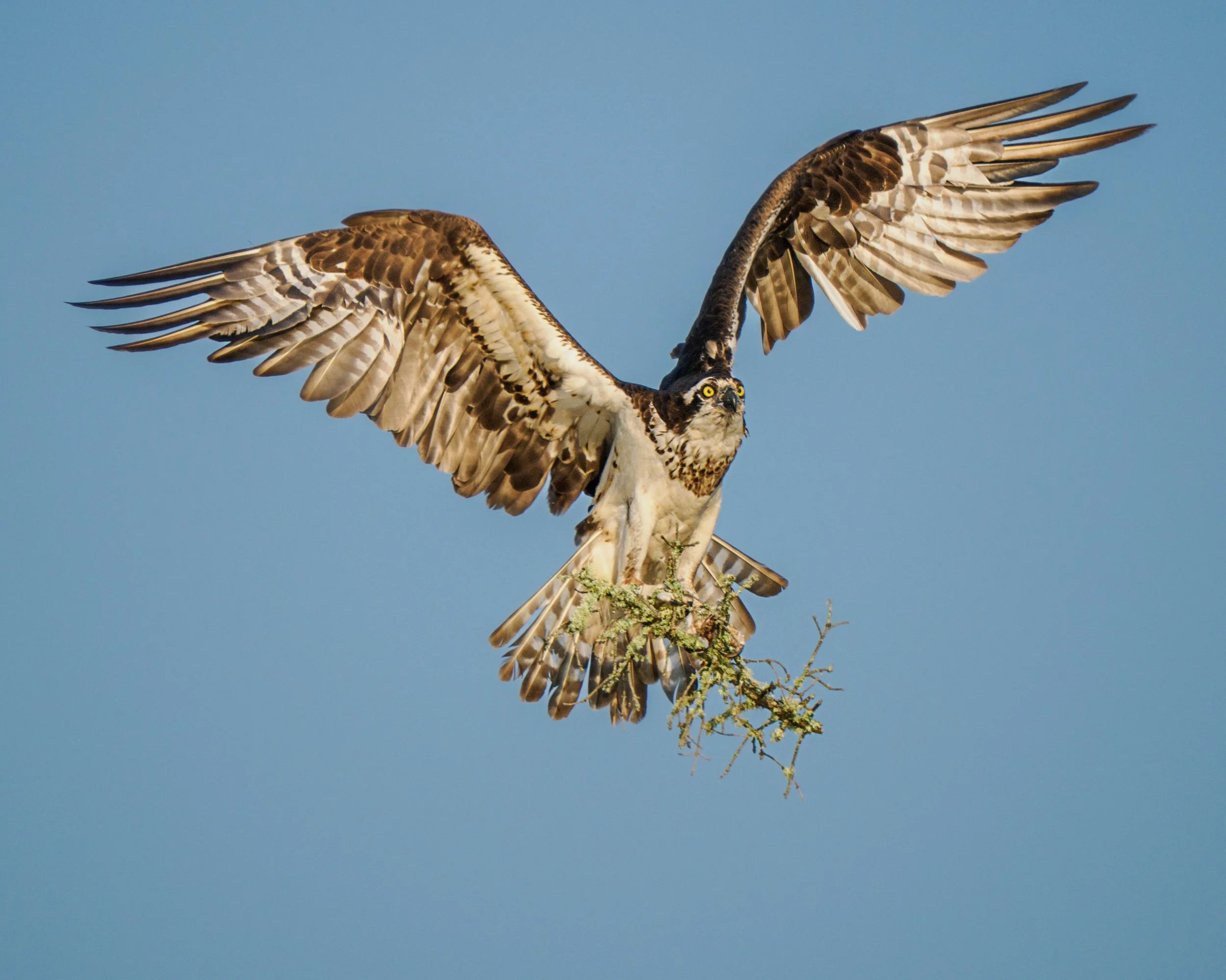 Bringing home the bacon, eh, stick

Osprey bringing in nesting materials

Taken, handheld, with the @omsystem.americas M Zuiko 150-400mm with the internal 1.25X lens teleconverter engaged on the OM-1 mark II

#omsystem #opsrey #birds #adirondakcs #li