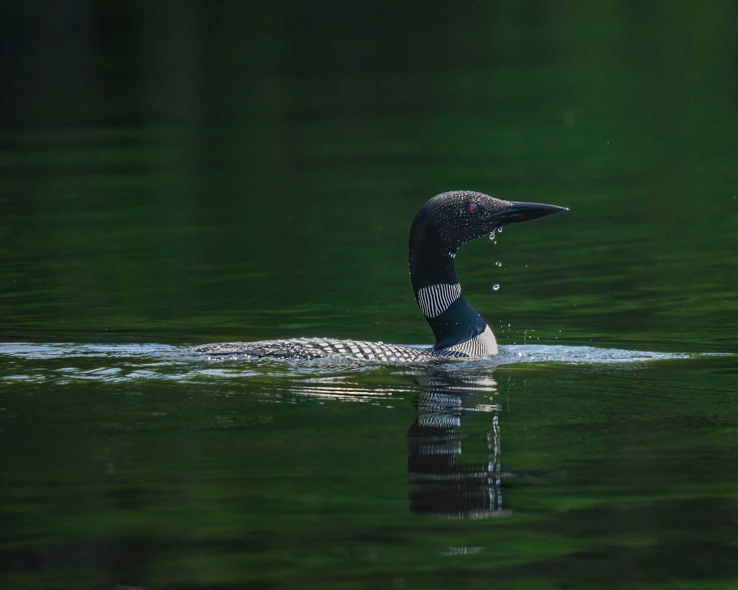 Loon

Taken, handheld, with the @omsystem.americas M Zuiko 150-400mm with the internal 1.25X lens teleconverter engaged on the OM-1 mark II

#omsystem #loon #birds #adirondakcs #lisatomphotos