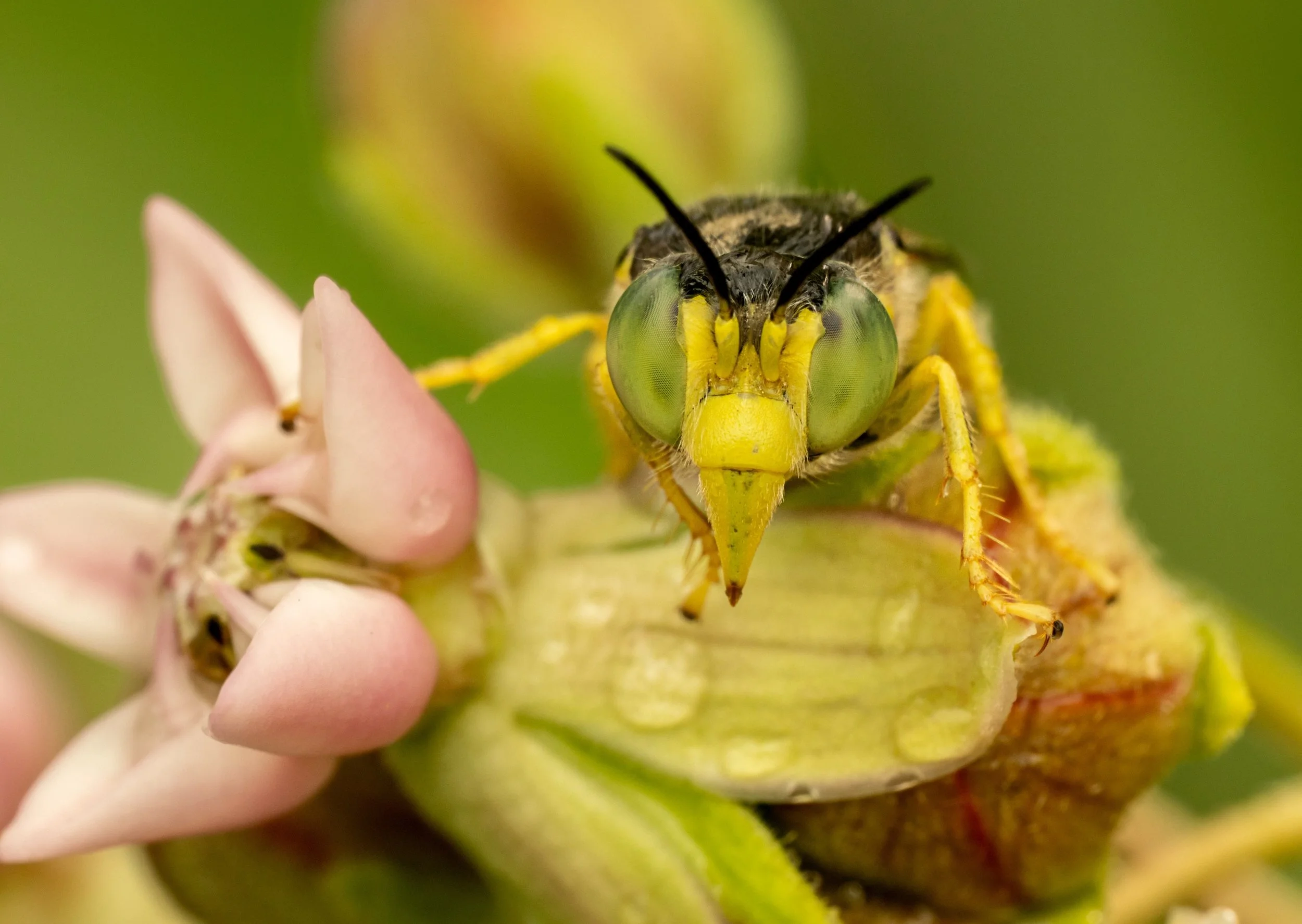 A good time to photograph insects is after a rain as insects will sit still until their wings dry. 
I found this American Sand Wasp resting on a milkweed flower catching the last days rays after the afternoon showers.

Bembix americana Fabricius adul