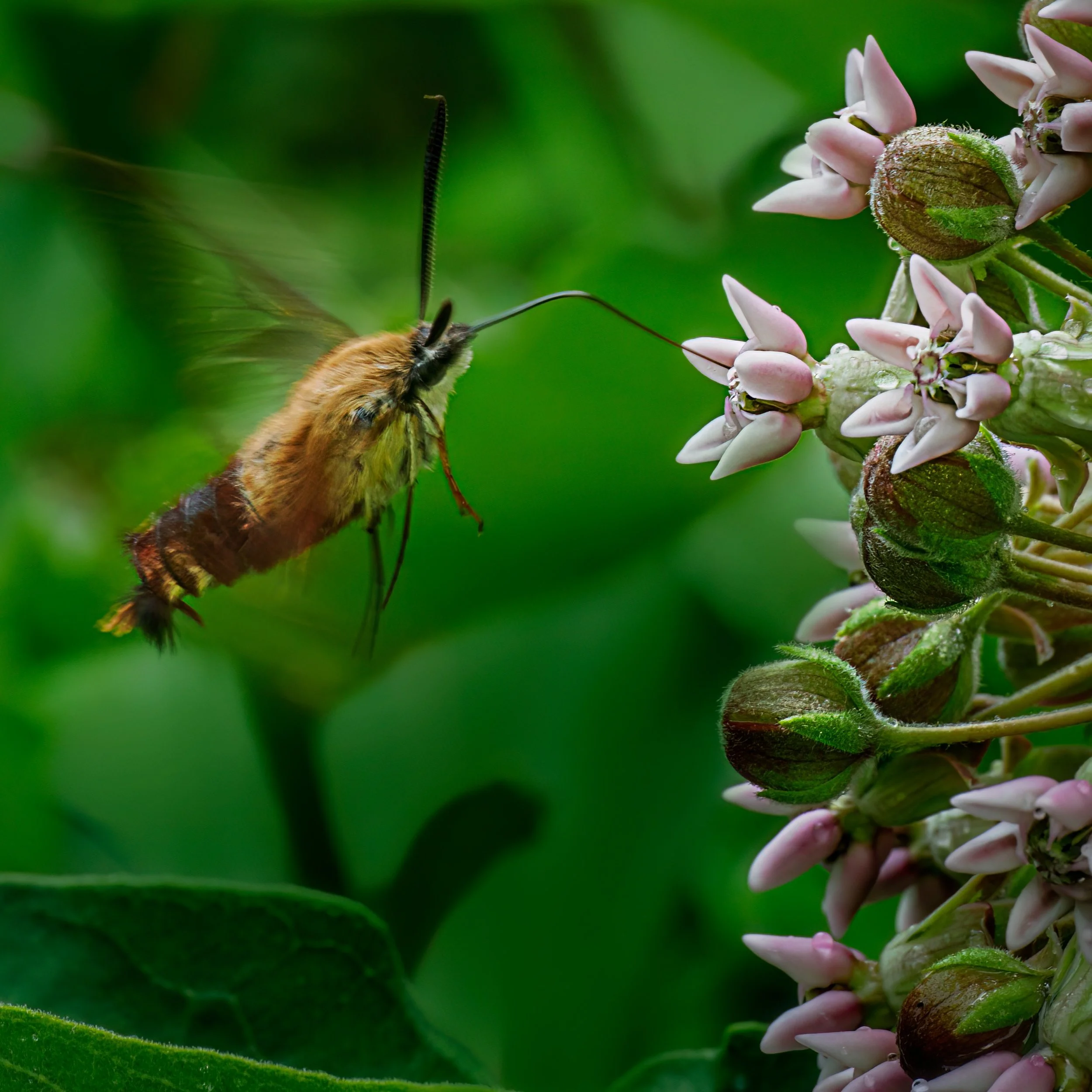 Blink... and you might think it's a hummingbird.

But this tiny aerial acrobat is a hummingbird clearwing moth, one of nature's most convincing impersonators. Unlike most moths, it flies during the day, hovers with astonishing precision, and sips nec