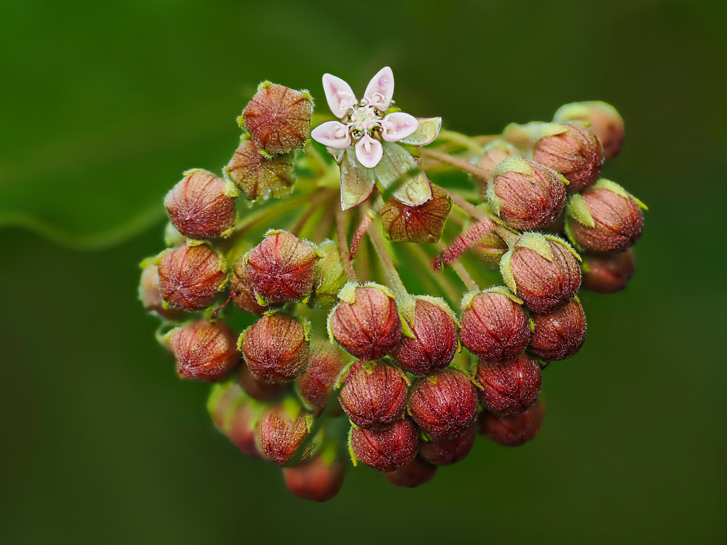 Milkweed 
Focus stacked in-camera, 10 stacks

Taken, handheld, with the @omsystem.americas M Zuiko 90mm lens on the OM-1 mark II with the @akdiffuser on the fl700wr flash

Every milkweed leaf is a tiny stage where nature's drama unfolds.

Milkweed is