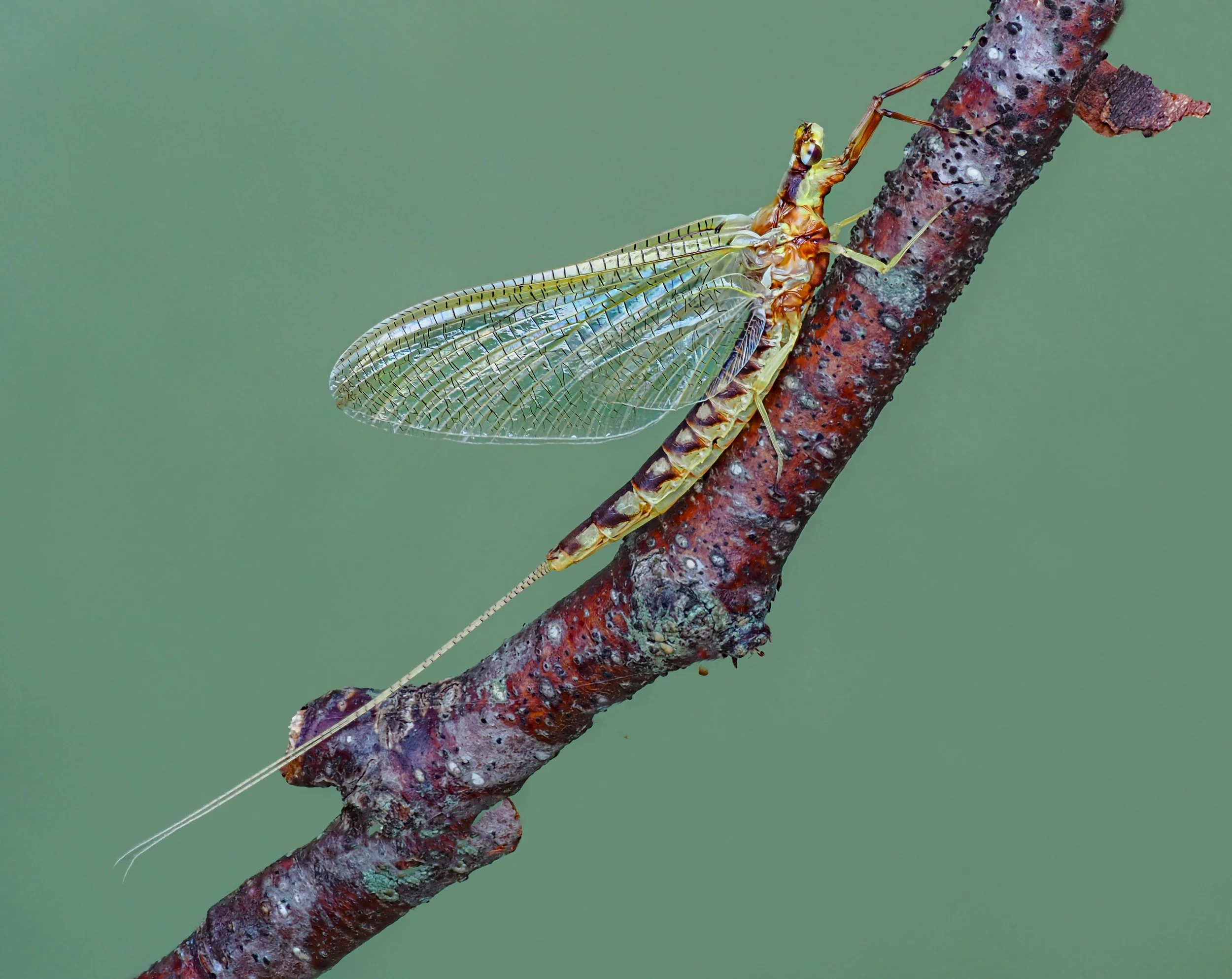 Giant Golden Mayfly, Hexagenia,
Focus stacked, in-camera, handheld, with the @omsystem.americas M Zuiko 90mm macro lens on the @omsystem.cameras OM-1 mark II
live subject
15 stacks | f5.6 | 1/100 

The mayfly has a long aquatic form followed by a sho