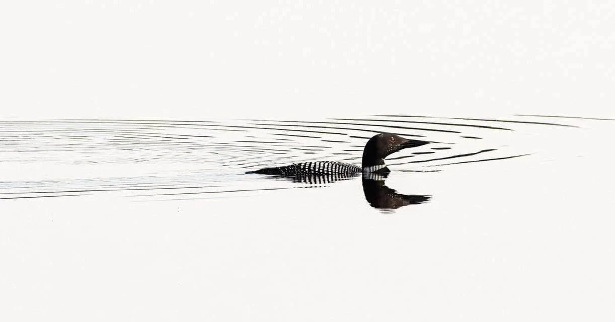 Loon

Taken, handheld, with the @omsystem.americas M Zuiko 150-400mm with the internal 1.25X lens teleconverter engaged on the OM-1 mark II

#omsystem #loon #birds #lisatomphotos
