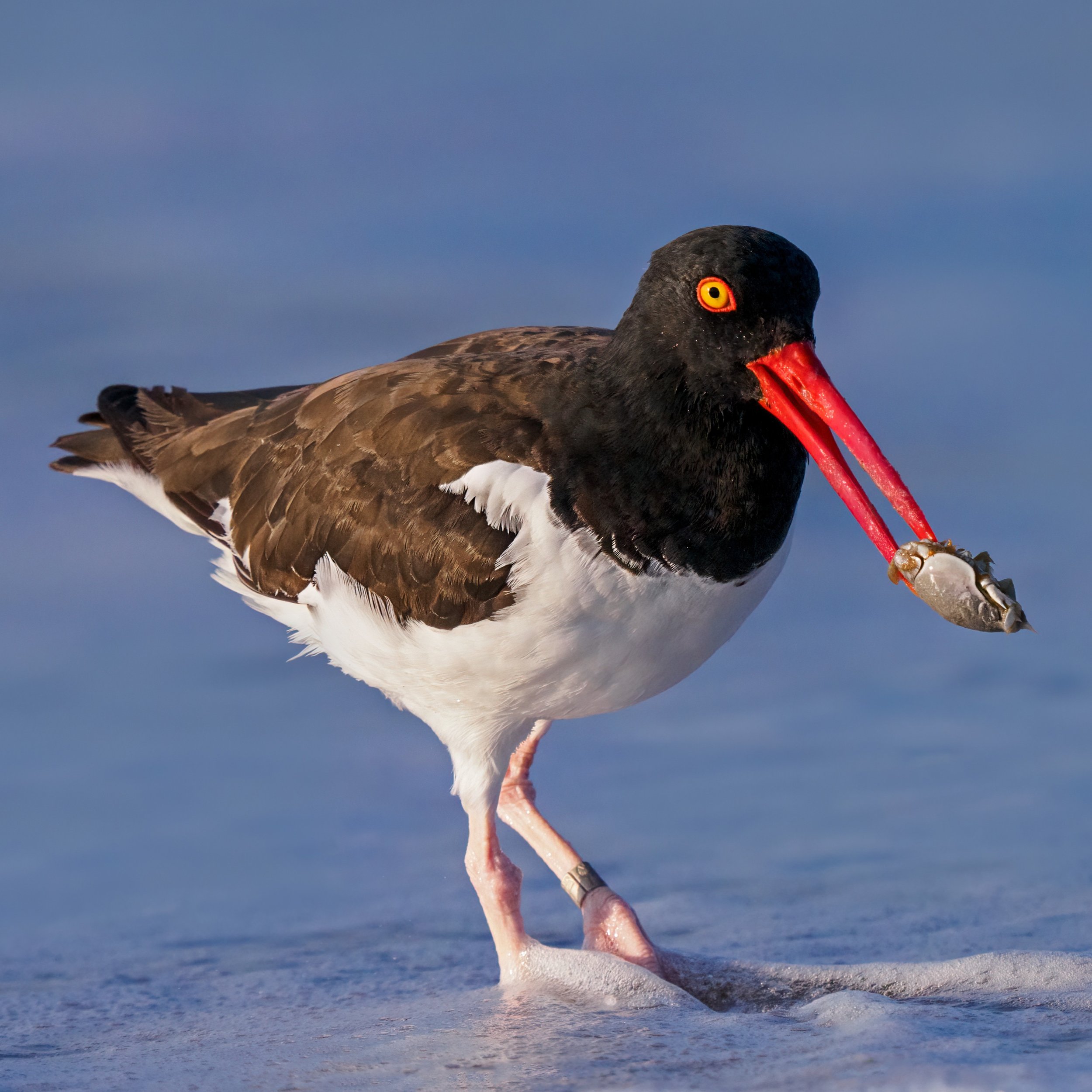 Oyster Catcher with breakfast

Taken, handheld, using the @omsystem.americas M Zuiko 150-400mm lens

#omsystem #oystercatcher #birds #itsinournature