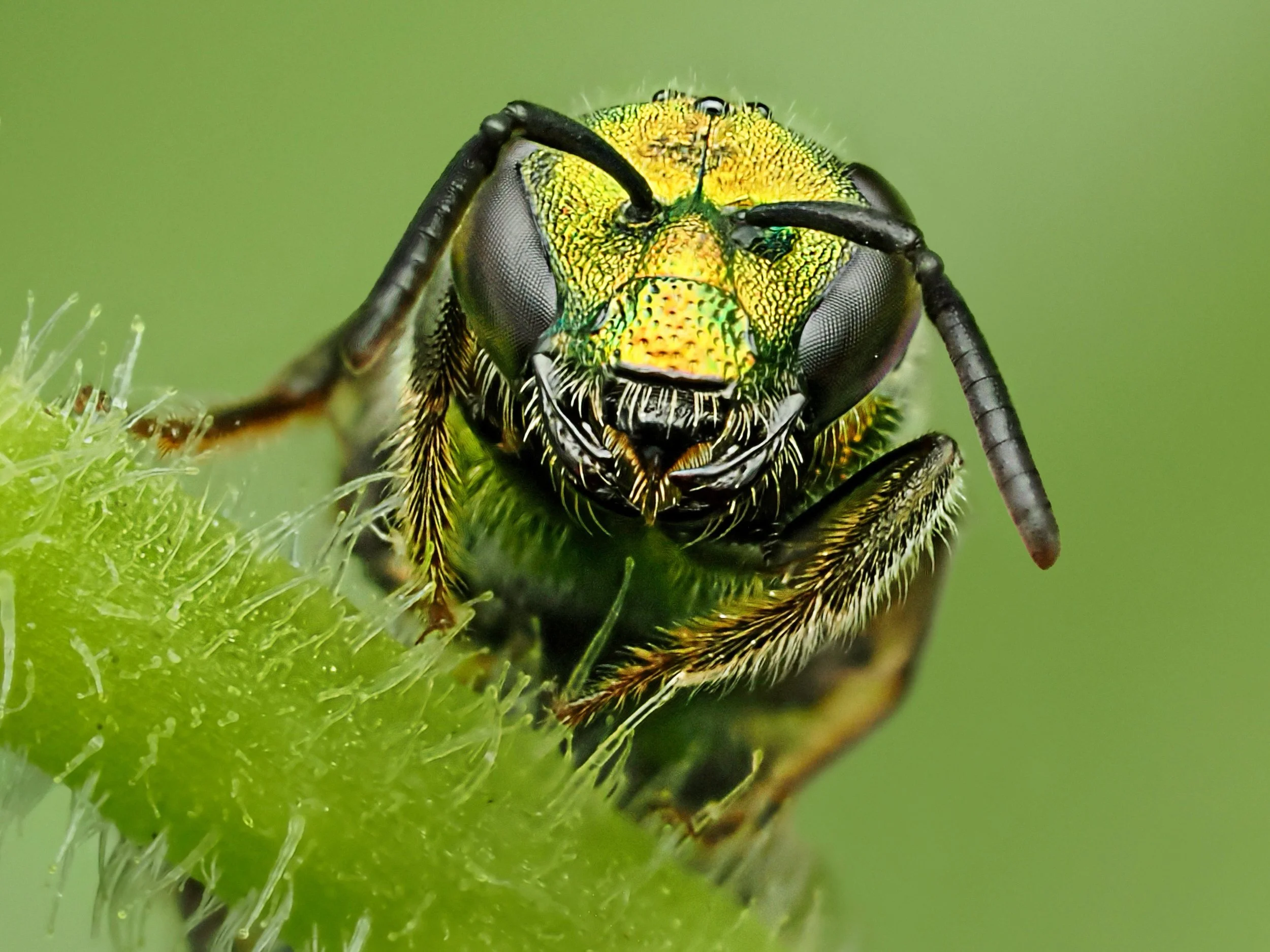 Awesome Green Sweat Bee Augochlora pura

Taken, handheld, with the @omsystem.americas M Zuiko 90mm lens on the OM-1 mark II with the @ak_diffuser on the fl700wr flash

Single image f16 

It was raining , so this bee, which can lick humans for the sal