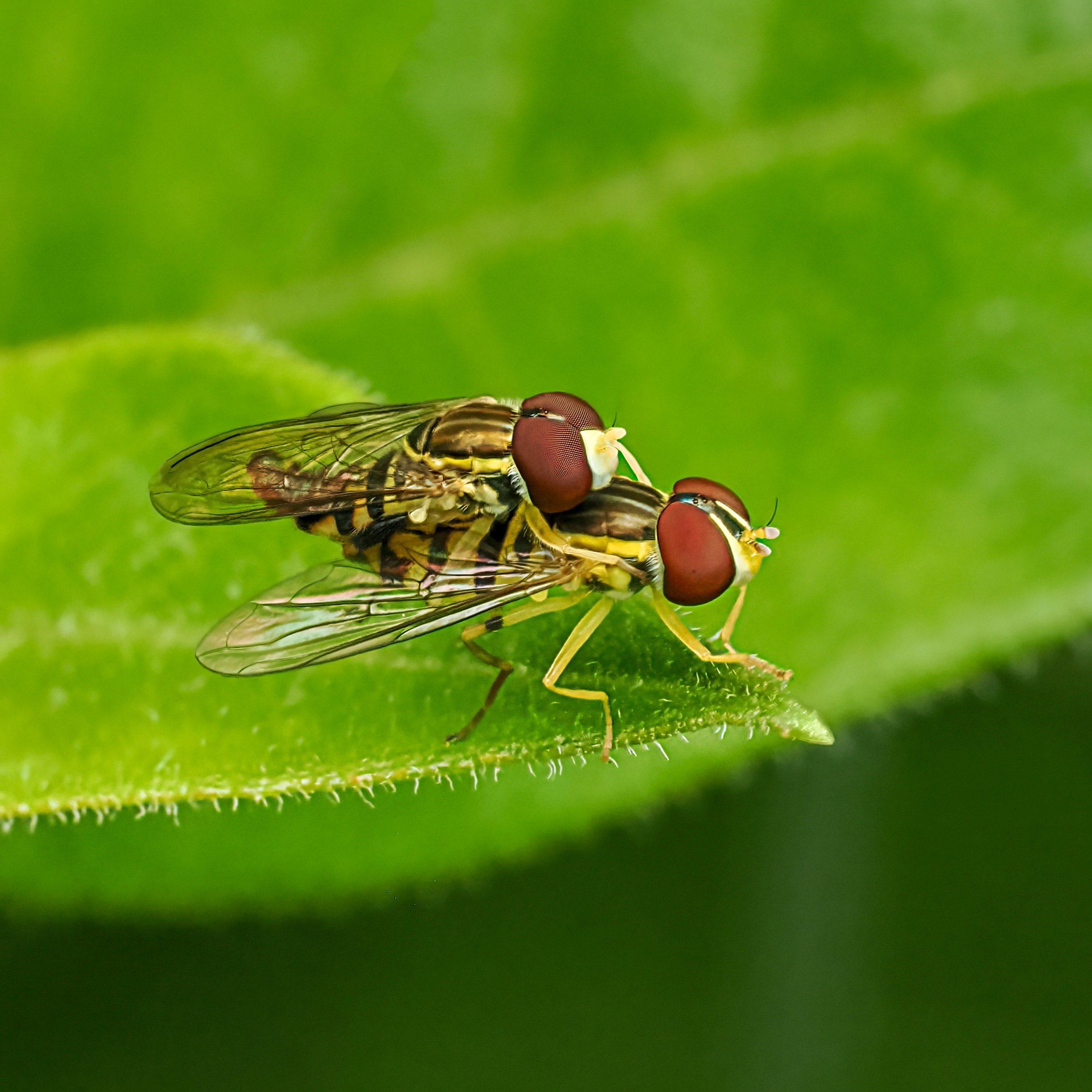 Mating Hover flies,

Focus stacked, handheld, f14

Taken, handheld, with the @omsystem.americas M Zuiko 90mm lens on the OM-1 mark II with the @ak_diffuser on the fl700wr flash

#omsystem #hoverflies #hoverfly #insect #itsasmallword #lisatomphotos