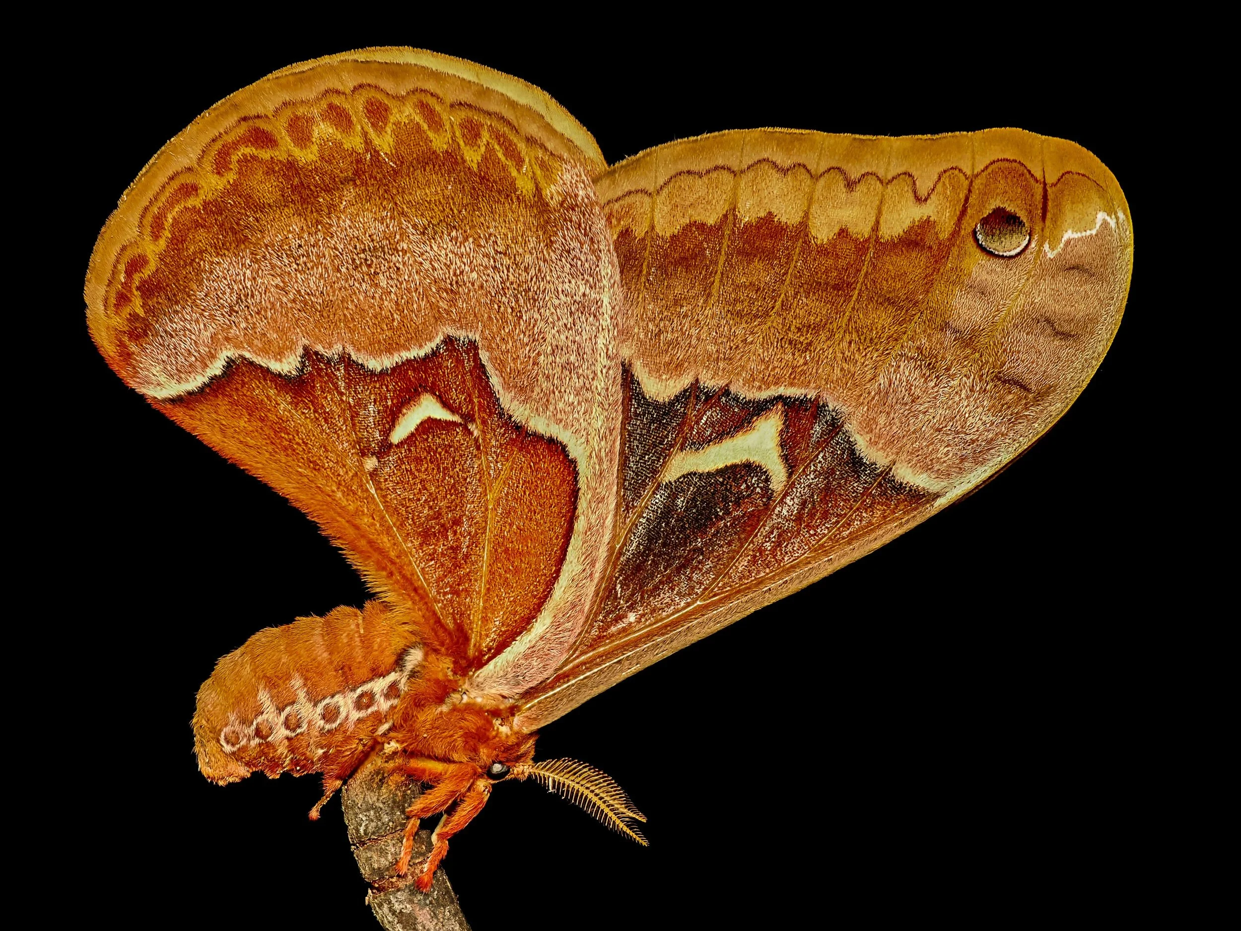 Spice bush Moth

Focus stacked, handheld

Taken, handheld, with the @omsystem.americas M Zuiko 90mm lens on the OM-1 mark II with the @ak_diffuser on the fl700wr flash.

#omsystem #moth #focusstacked #spicebush #lisatomphotos #insectworld #moths @oms