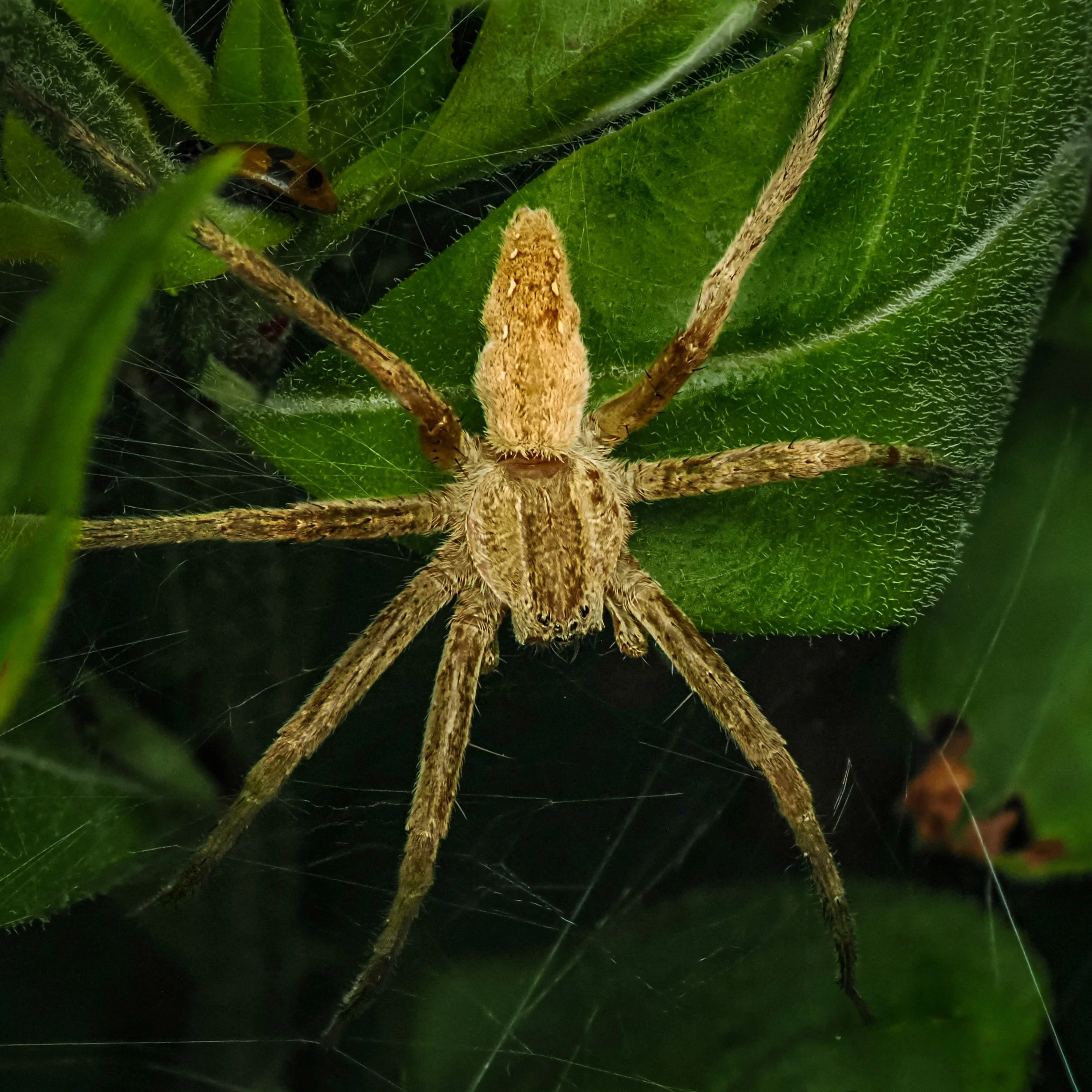 American nursery web spider
Pisaurina mira

Focus stacked, handheld

Taken, handheld, with the @omsystem.americas M Zuiko 90mm lens on the OM-1 mark II with the @ak_diffuser on the fl700wr flash.

#omsystem #spider #focusstacked #lisatomphotos #nurse