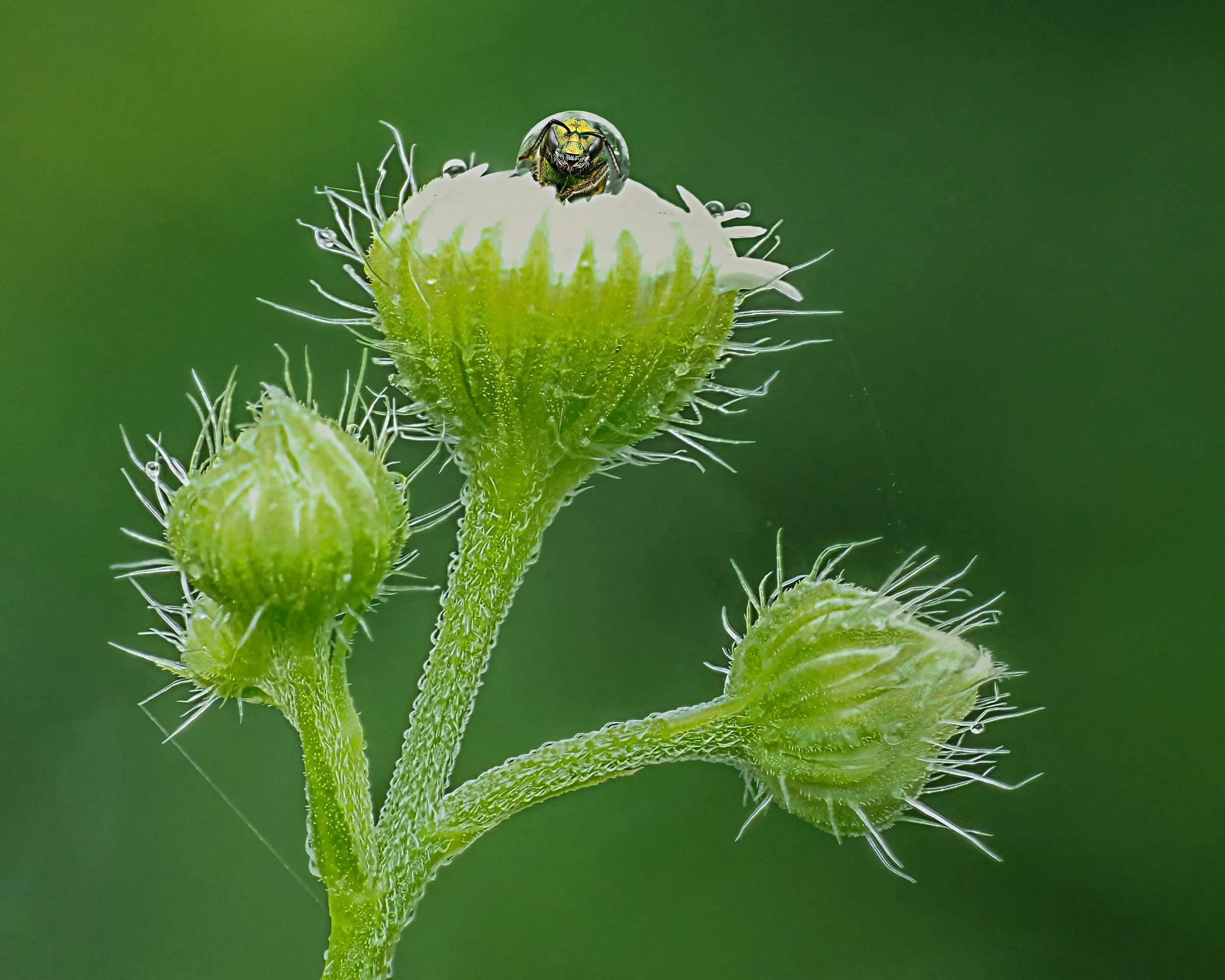 Fleabane, with artistic addition (swipe right for original, SOOC)

Taken, handheld, with the @omsystem.americas M Zuiko 90mm lens on the OM-1 mark II with the @ak_diffuser on the fl700wr flash.

#omsystem #lisatomphotos @omsystemm.cameras