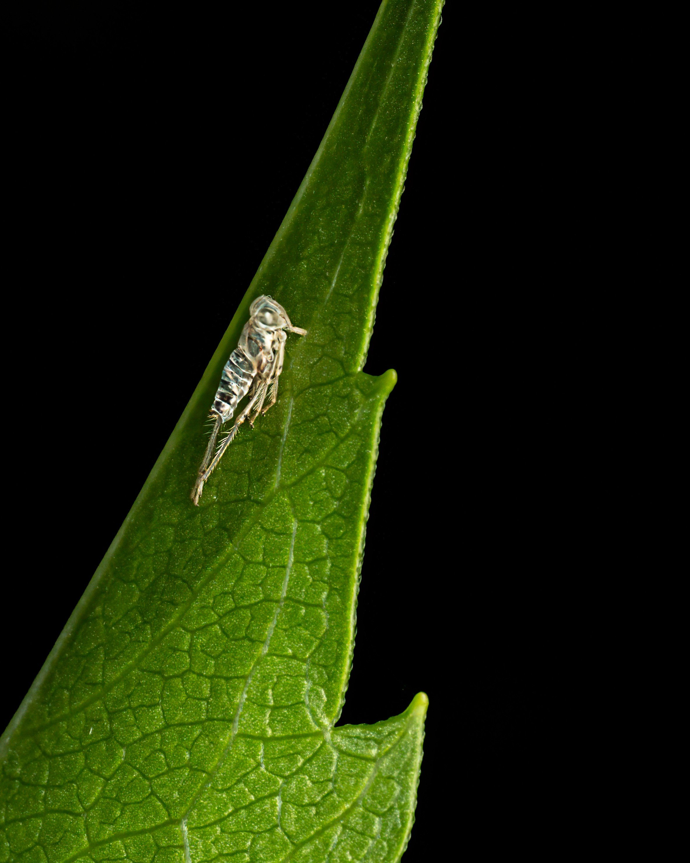 Exoskeeton
species unknown, but kinds COOL what you find when looking at the SMALL world

Taken, handheld, with the @omsystem.americas M Zuiko 90mm lens on the OM-1 mark II with the @ak_diffuser on the fl700wr flash.

#omsystem #lisatomphotos @omsyst