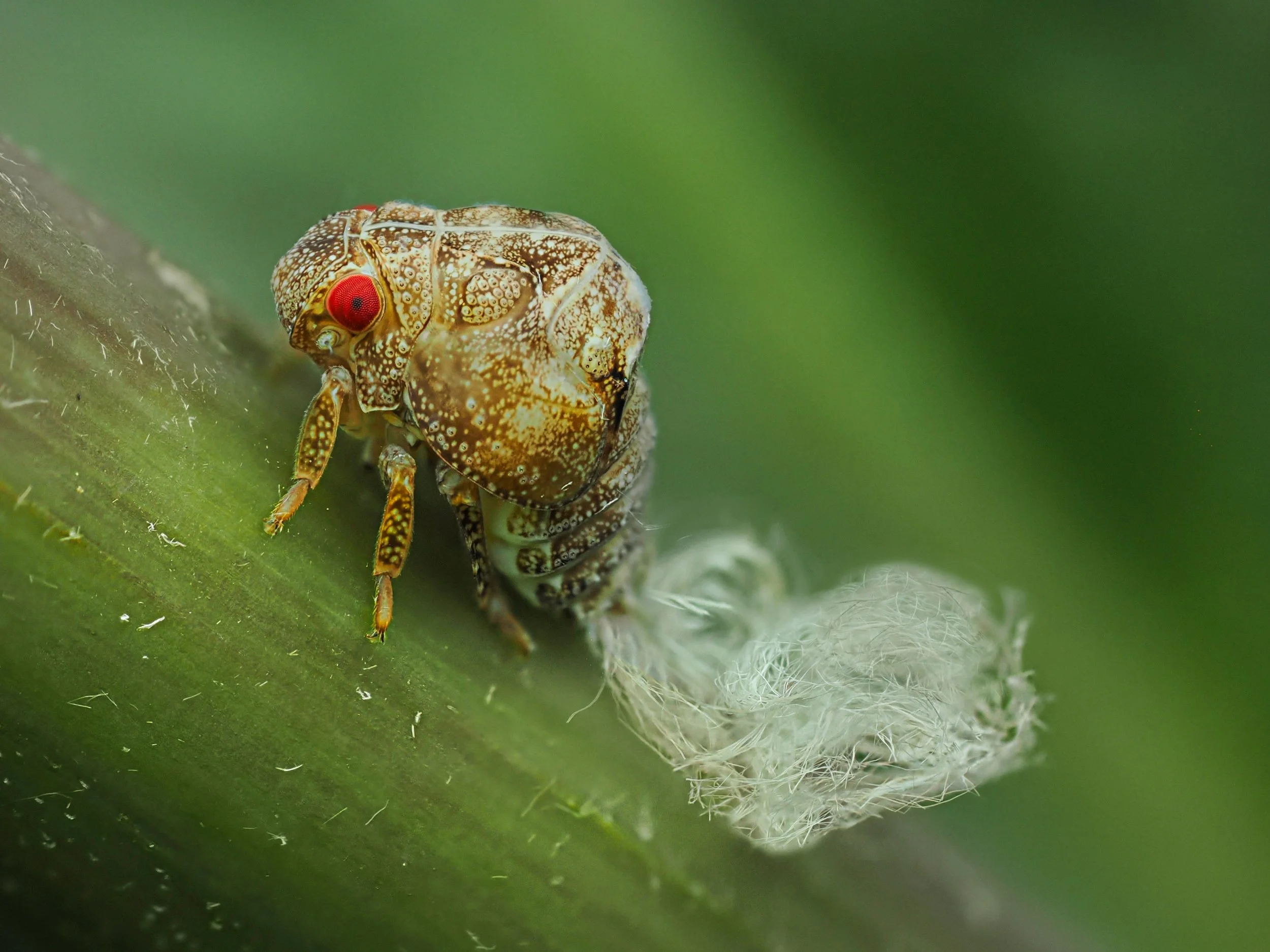Two-striped planthopper 
Acanalonia bivittata
(The strange waxy filament may help fool predators)

Taken, handheld, with the @omsystem.americas M Zuiko 90mm lens on the OM-1 mark II with the @ak_diffuser on the fl700wr flash.

#omsystem #planthopper 
