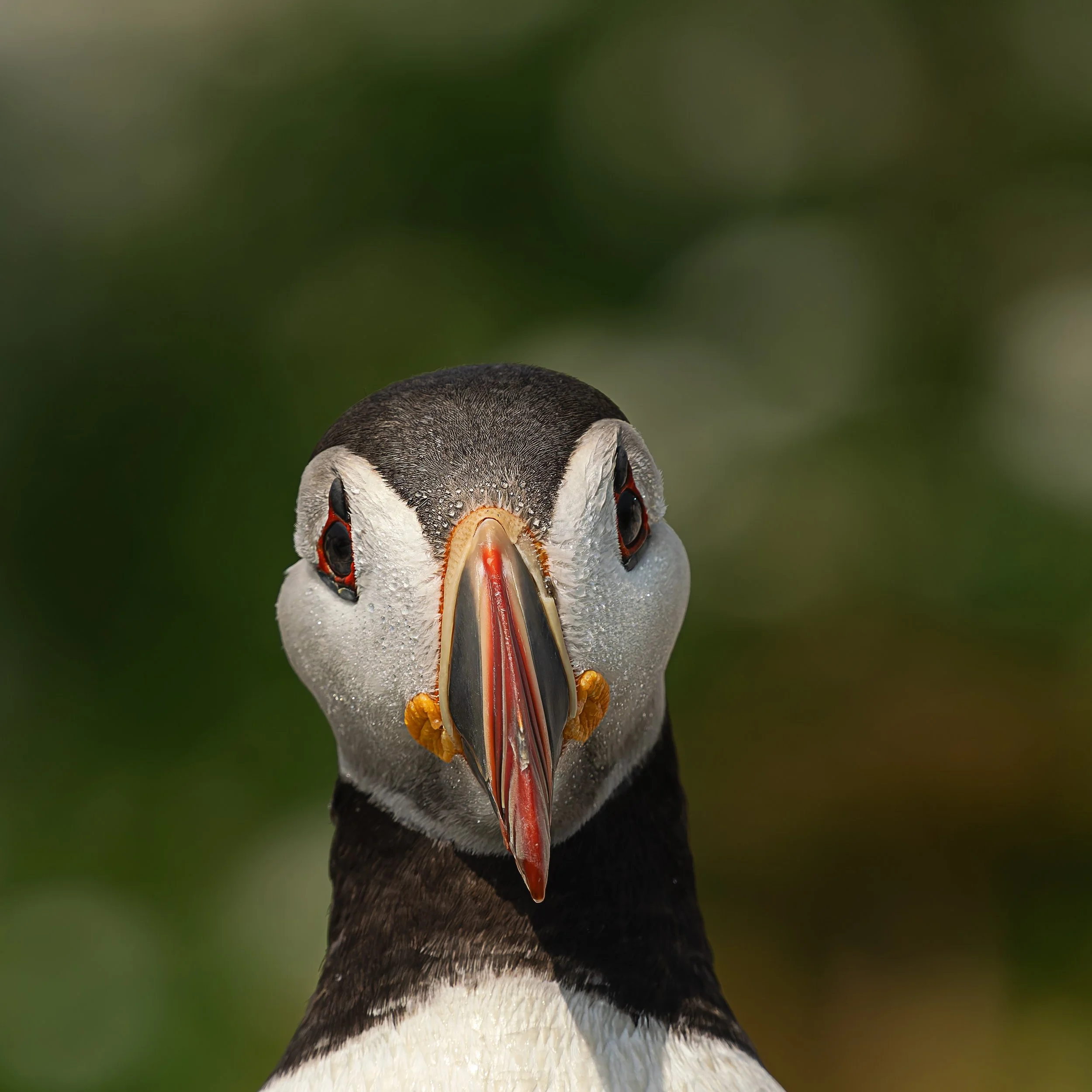 Join us in Maine for a one-day puffin photo trip to photograph (weather dependent) puffins, Gannets, Razorbills, Murres, etc. from a blind (the only place in the USA where you can land on an island with puffins).

July 19 (1 spot)
and/or 
July 21 (1s