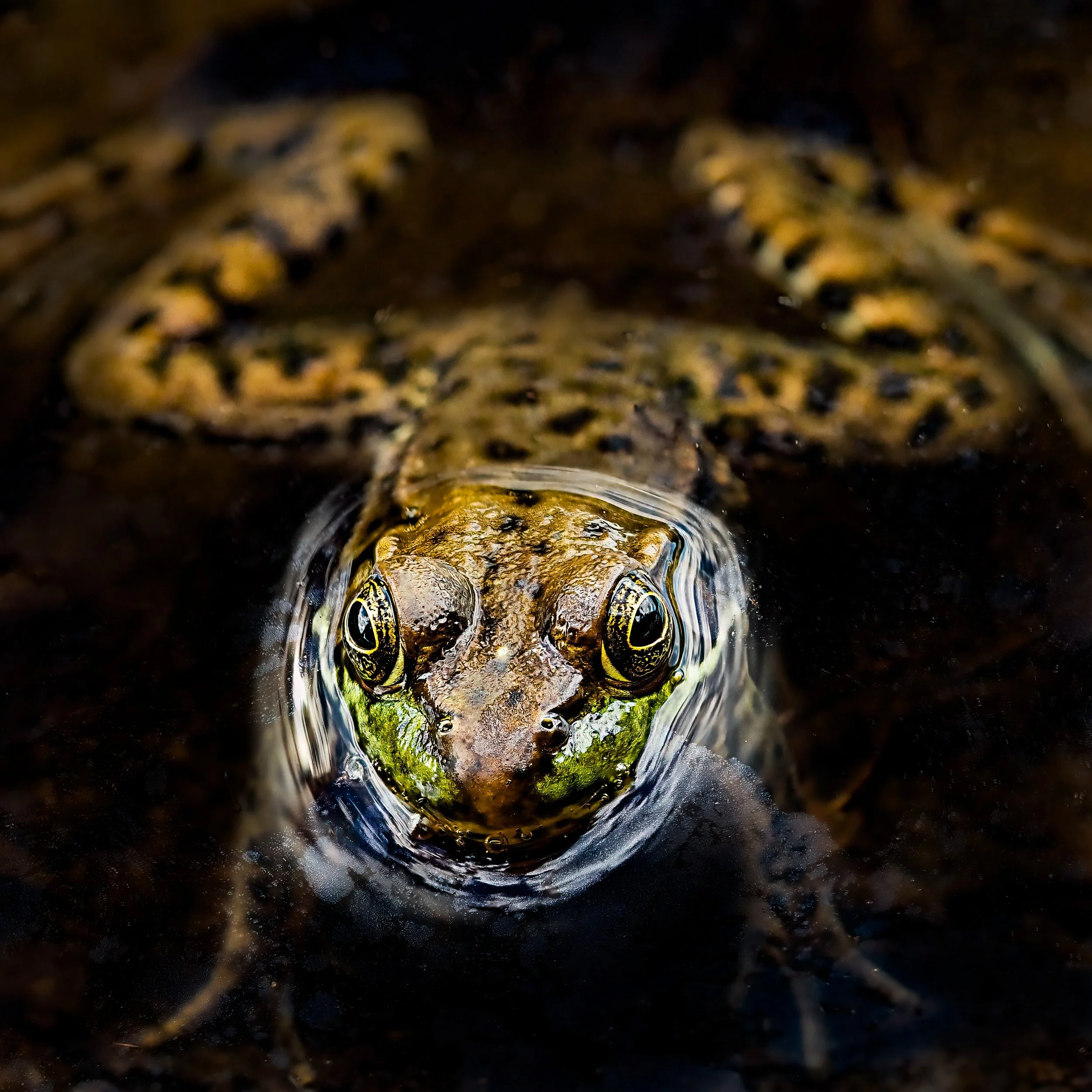 Froggie photo op!! Focus stacked, handheld, in-cmera, 10 stacks, swipe right for two more FS images

Taken, ahndheld, with the @omsystem.americas M Zuiko 90mm macro lens on the @omsystem.cameras OM-1 mark II (natural light)

#omsystem #frog #amphibea