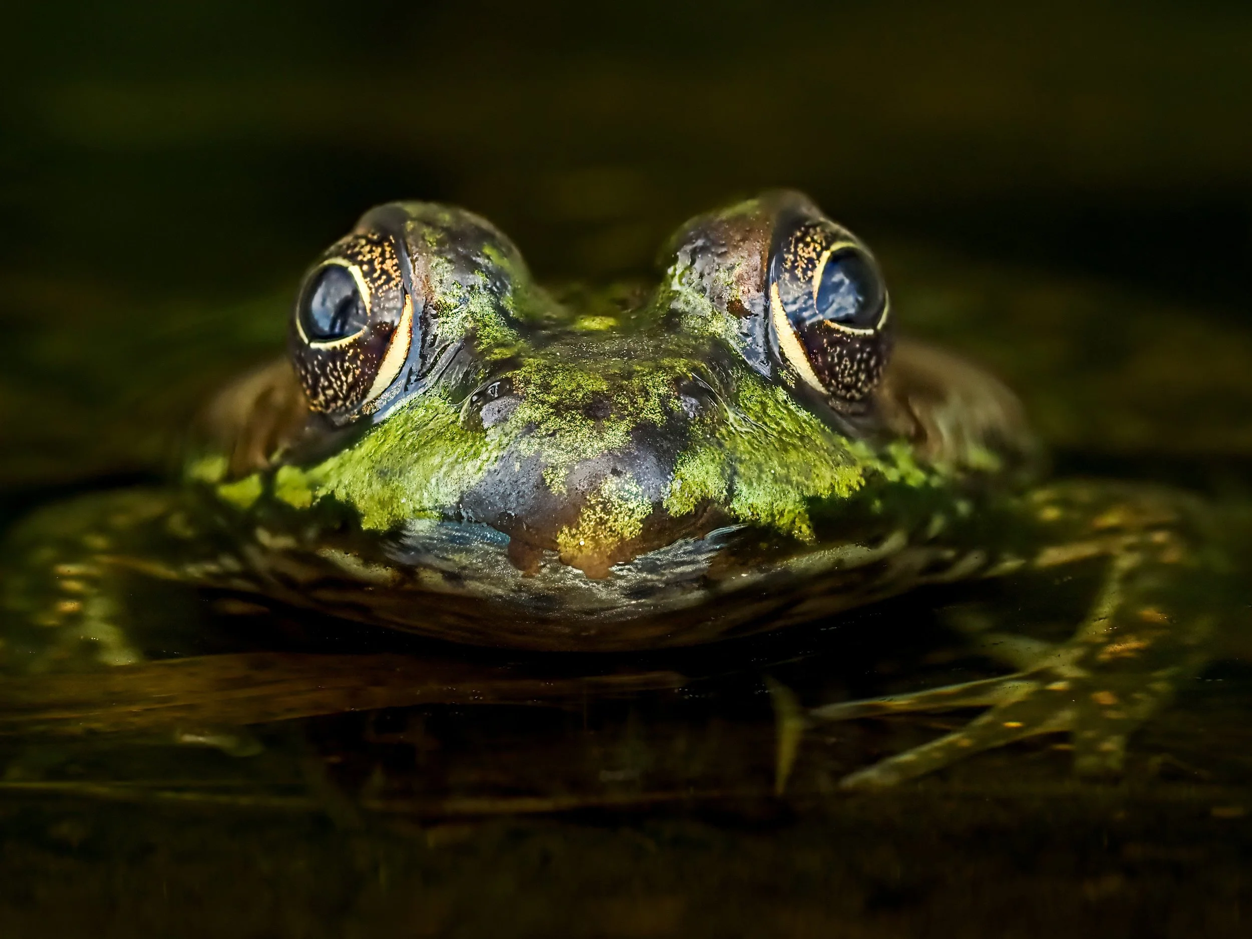 Froggie photo op!! Focus stacked, handheld, in-cmera, 10 stacks, swipe right for two more FS images

Taken, ahndheld, with the @omsystem.americas M Zuiko 90mm macro lens on the @omsystem.cameras OM-1 mark II (natural light)

#omsystem #frog #amphibea