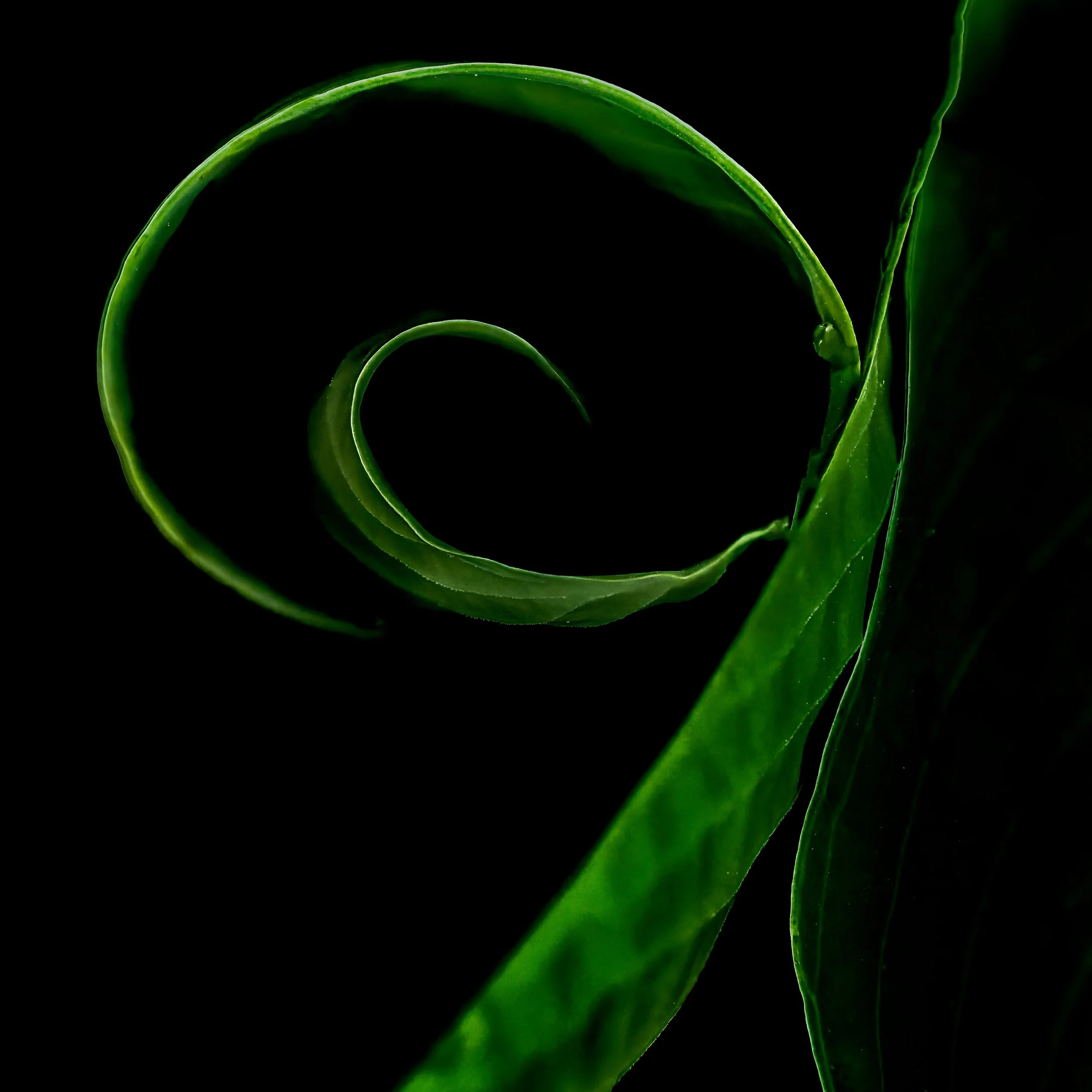 Love finding the simple but wonky things

Taken, handheld, with the @omsystem.americas M Zuiko 90mm macro lens on the OM-1 mark II

f 5.6 1/100 focus stacked in-camera

@omsystem.cameras #omsystem #itsinournature #plant life #wonkysubjects 
@lisatom.
