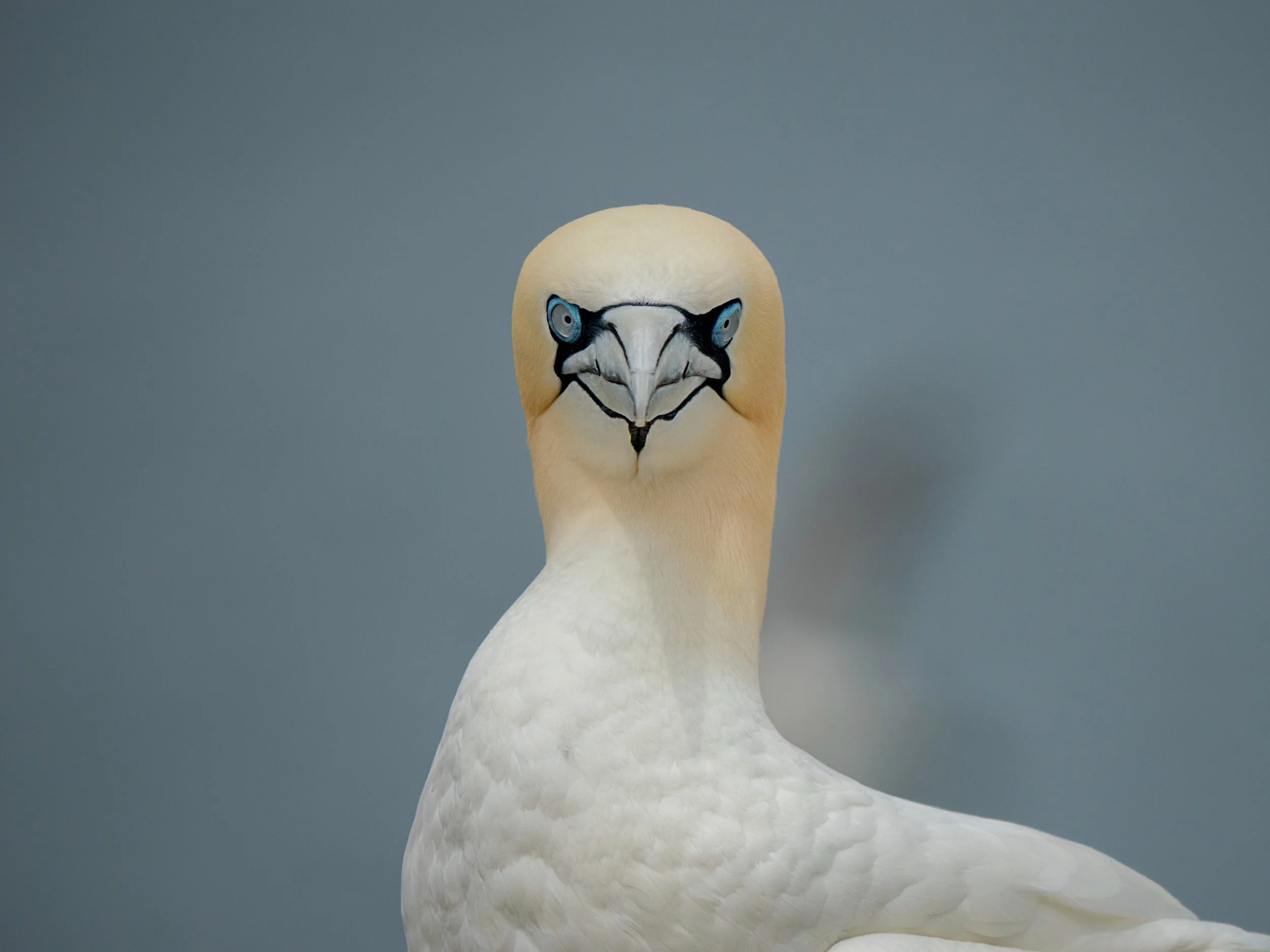 Northern Gannet
Taken, handheld with the @omsystem.americas M Zuiko 150-400mm lens on the ON-1 mark ii

#gannet #machiassealisland #cutlermaine #omsystem #itsiinournature