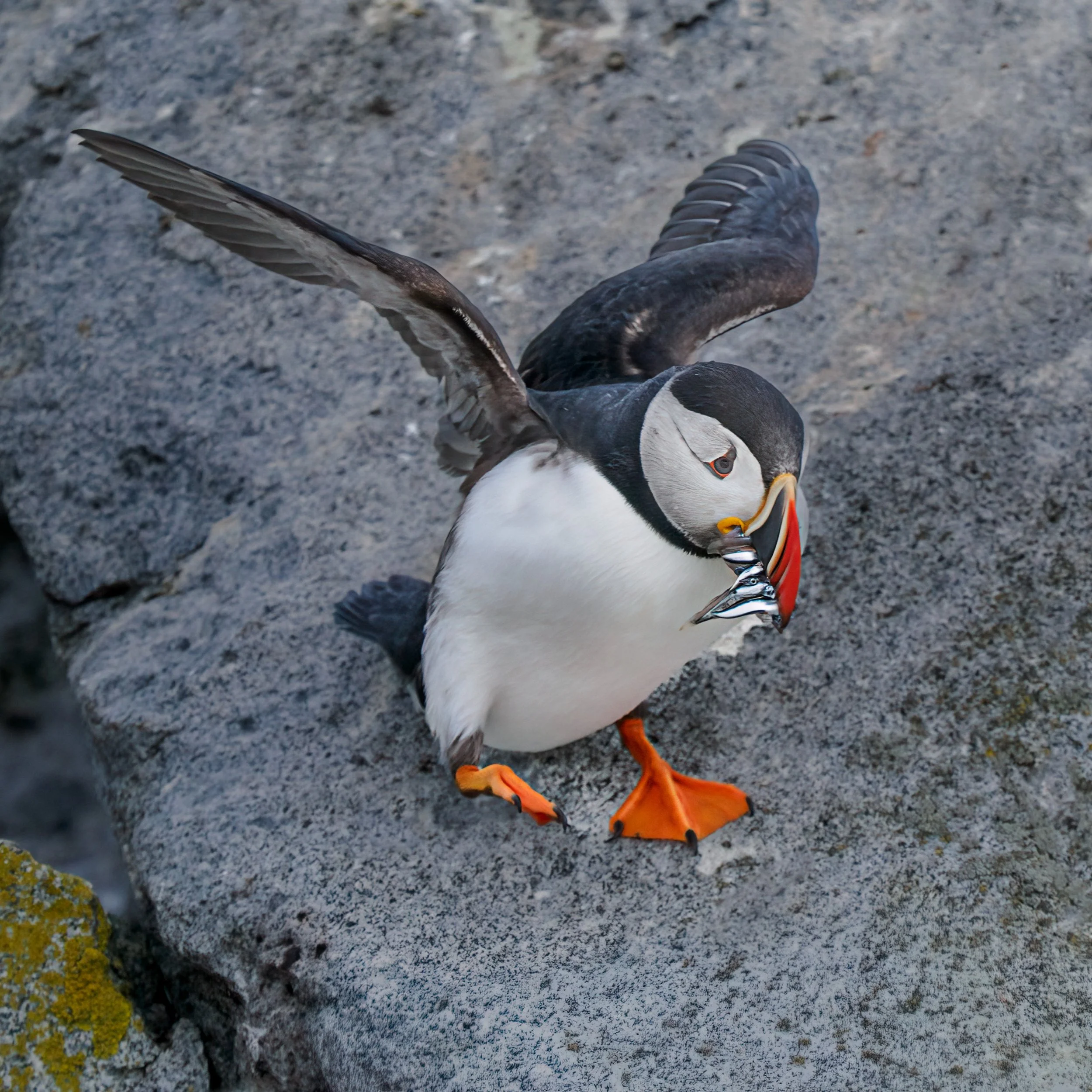 Bringing home the...

Puffin

Taken, handheld with the @omsystem.americas M Zuiko 150-400mm lens on the ON-1 mark ii

#puffin #machiassealisland #cutlermaine #omsystem #itsiinournature