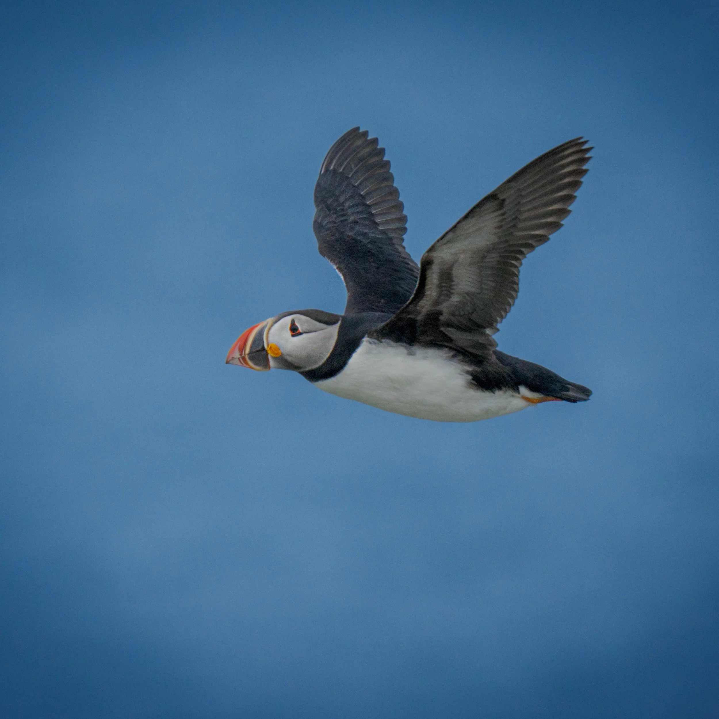Puffin

Taken, handheld with the @omsystem.americas M Zuiko 150-400mm lens on the ON-1 mark ii

#puffin #machiassealisland #cutlermaine #omsystem #itsiinournature