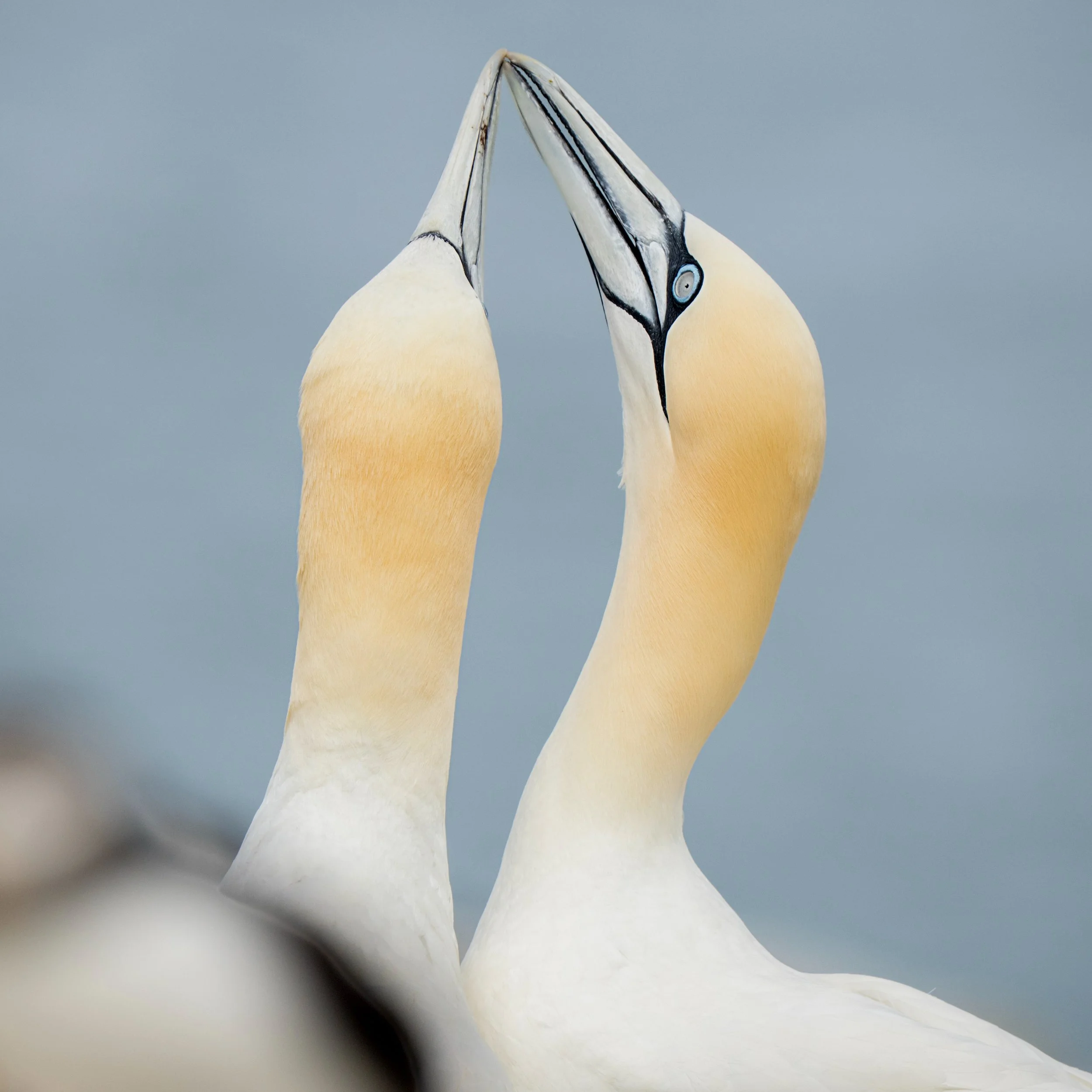 Northern Gannets

Taken, handheld with the @omsystem.americas M Zuiko 150-400mm lens on the ON-1 mark ii

#birds #machiassealisland #cutlermaine #omsystem #itsiinournature