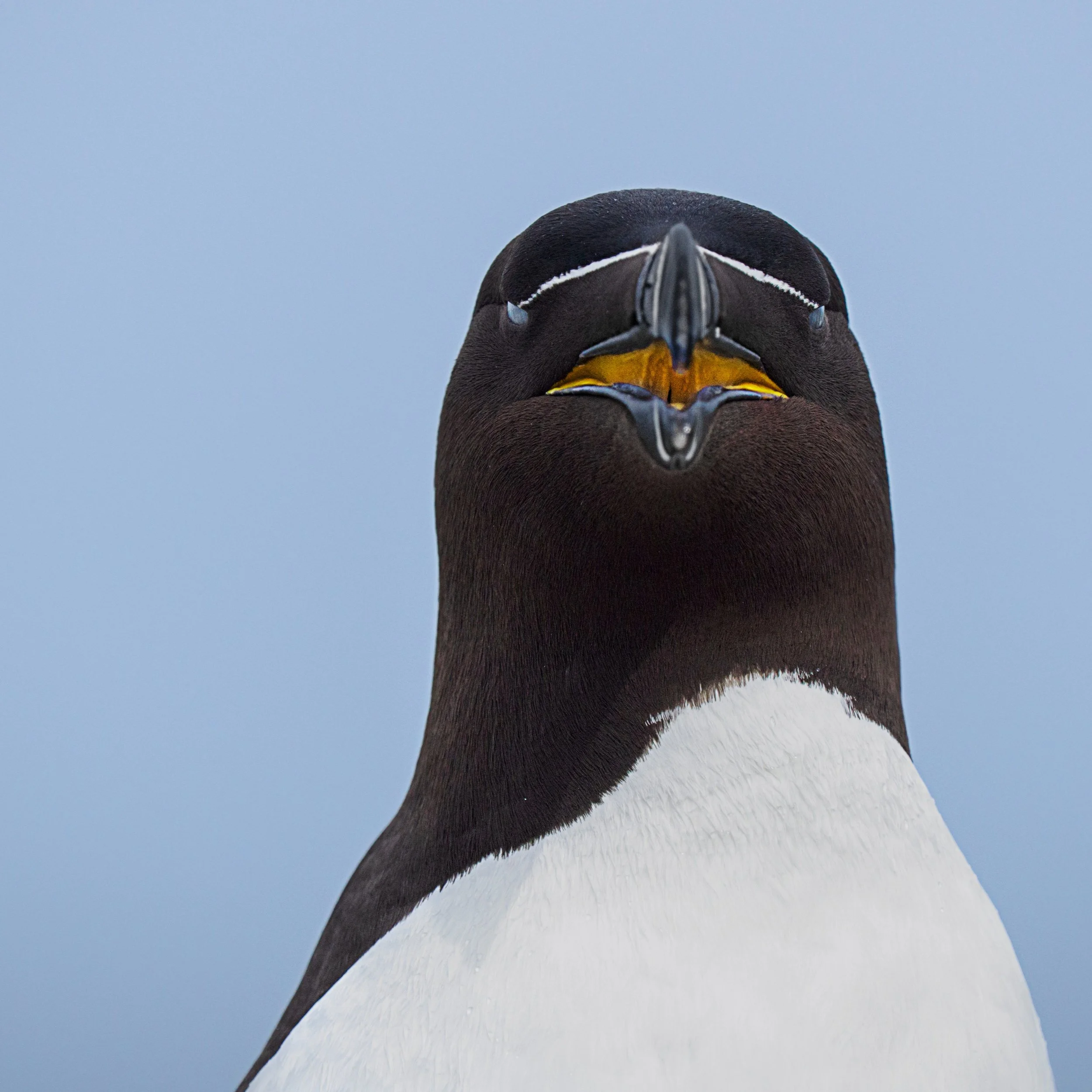 Razorbill
LOVE the bright yellow throat!!

Taken, handheld with the @omsystem.americas M Zuiko 150-400mm lens on the ON-1 mark ii

#razorbill #machiassealisland #cutlermaine #omsystem #itsiinournature