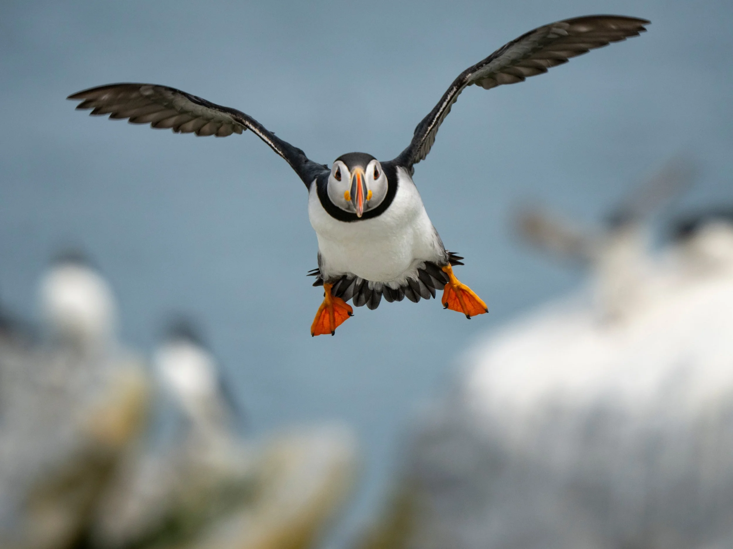 Puffins

Taken, handheld with the @omsystem.americas M Zuiko 150-400mm lens on the ON-1 mark ii

#puffin #machiassealisland #cutlermaine #omsystem #itsiinournature
