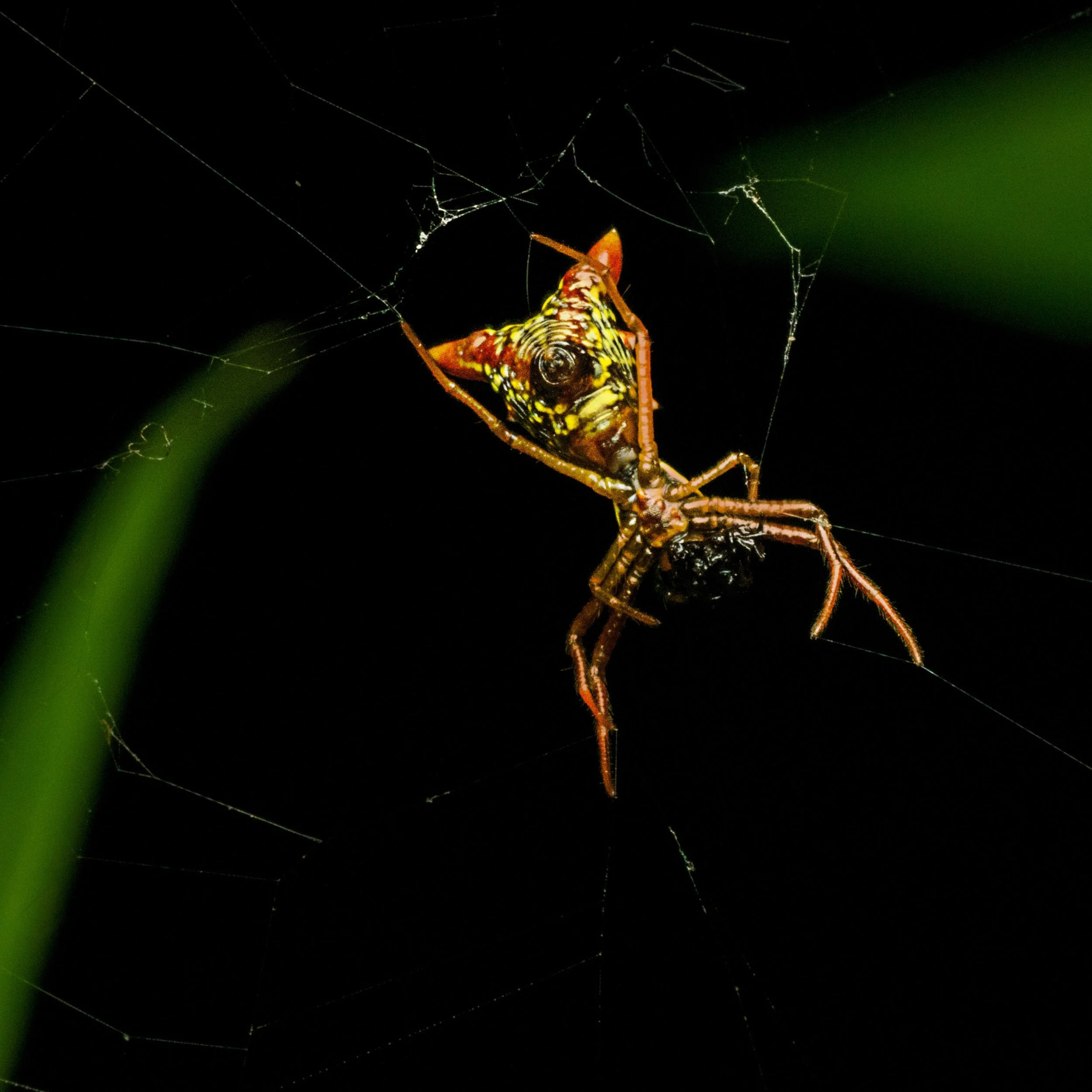 Arrow-shaped Micrathena, an Orb weaver spider, taken handheld, using the @omsystem.americas M Zuiko 90mm macro lens on the OM-1 mark II with @akdiffuser on the fl700wr flash 

Arrow-shaped Micrathena (Micrathena sagittata) are true orb-weavers, belon