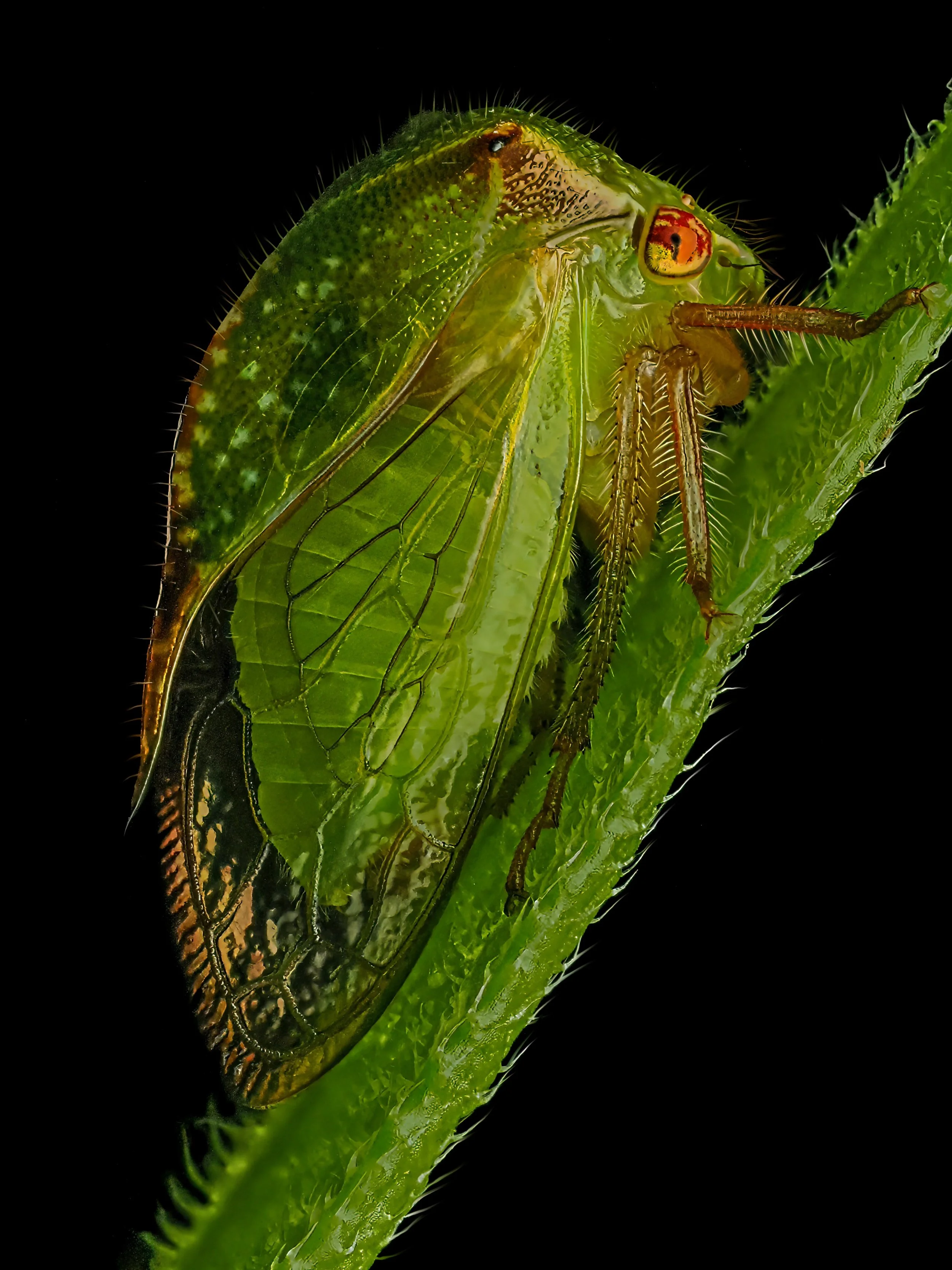 Keeled Treehopper (Entylia carinata) 
Focus stacked in-camera, 15 stacks.
Taken handheld, using the @omsystem.americas M Zuiko 90mm macro lens on the OM-1 mark II with @akdiffuser on the fl700wr flash