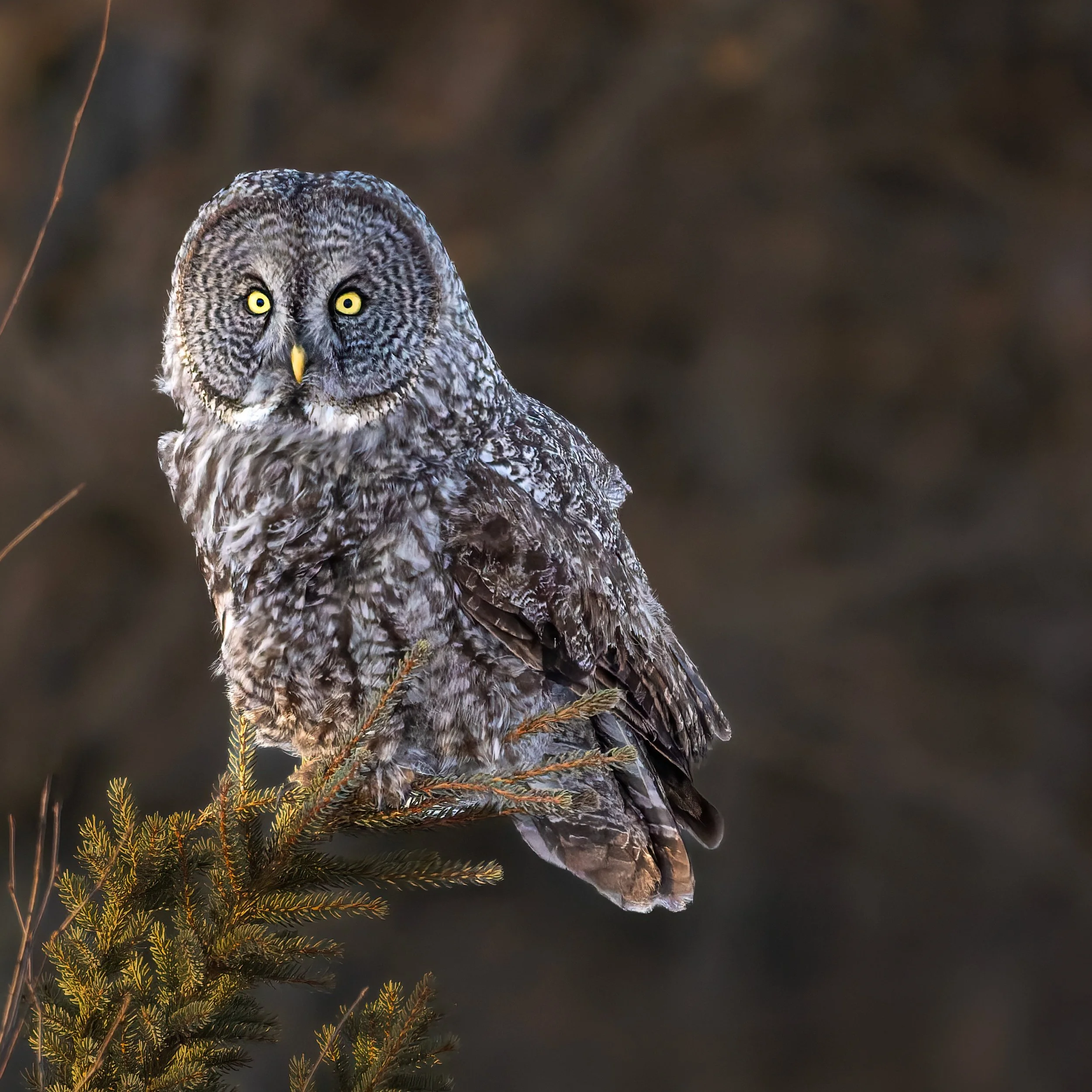 Great Grey Owl

Taken, handheld, with the @omsystem.americas M Zuiko 150-400mm lens on the OM-1 mark II

#GGO #greatgreyowl #owl #omsystem #itsinournature #lisatomphotos