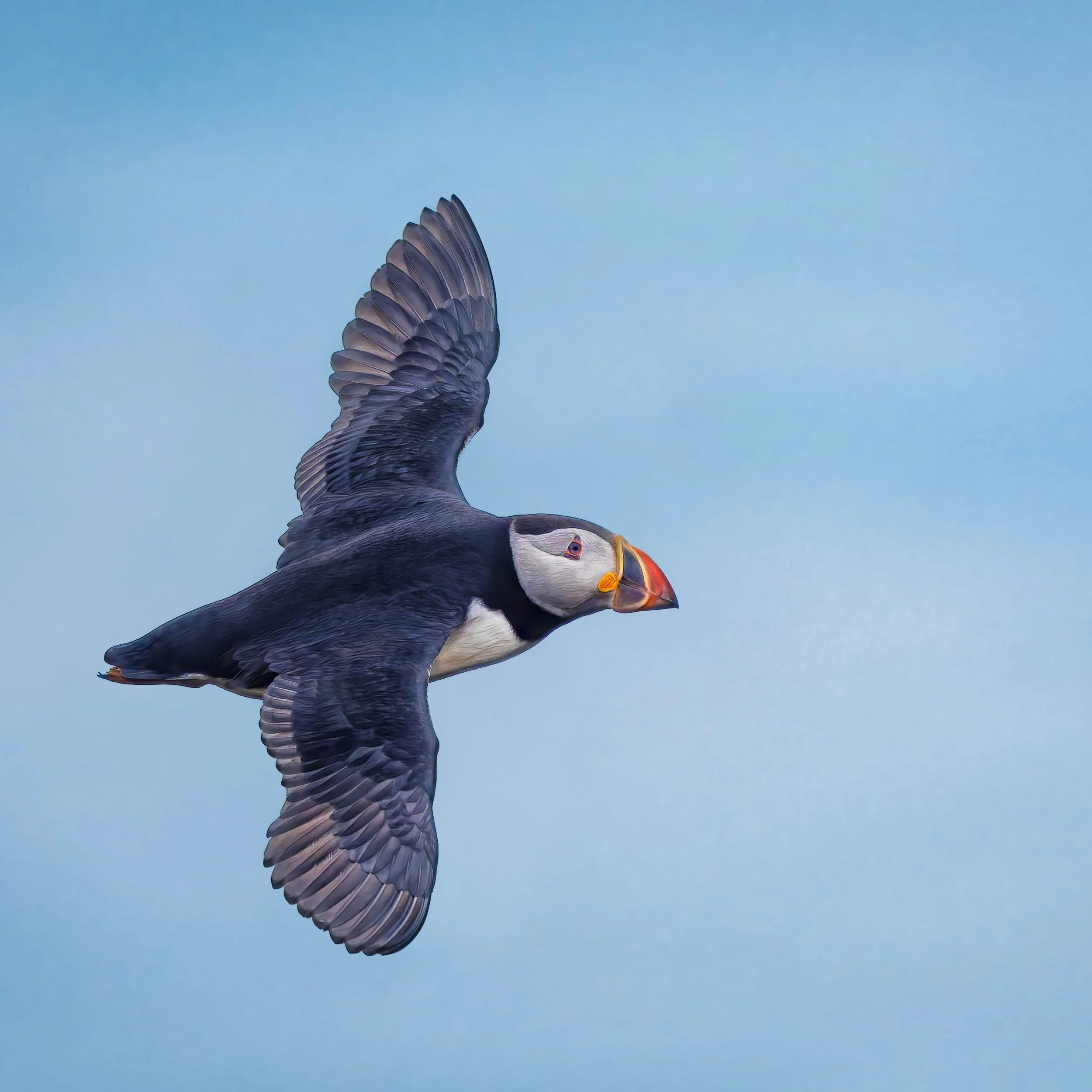 Puffin

Taken, handheld, with the @omsystem.americas M Zuiko 150-400mm lens on the OM-1 mark II

#puffin #puffins #mashicassealisland #omsystem #itsinournature #lisatomphotos