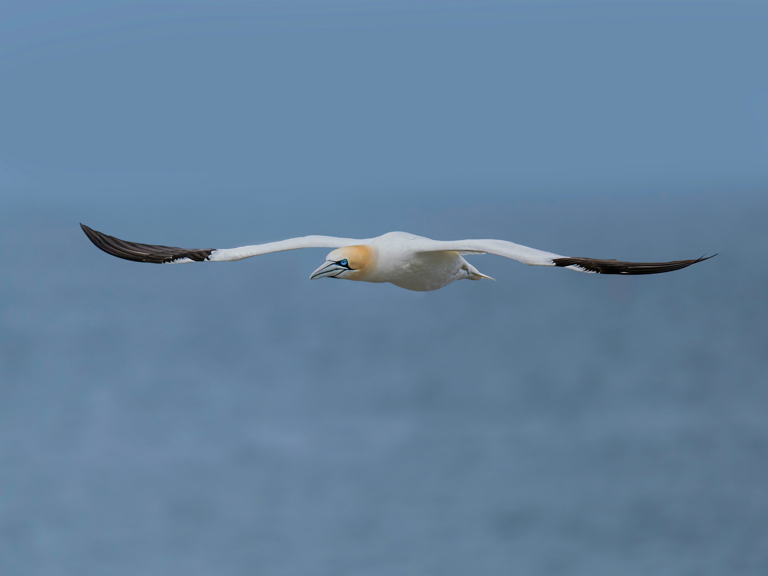 Northern Gannet

Taken, handheld, with the @omsystem.americas M Zuiko 150-400mm lens on the OM-1 mark II

#gannet #northergannet #mashicassealisland #omsystem #itsinournature #lisatomphotos
