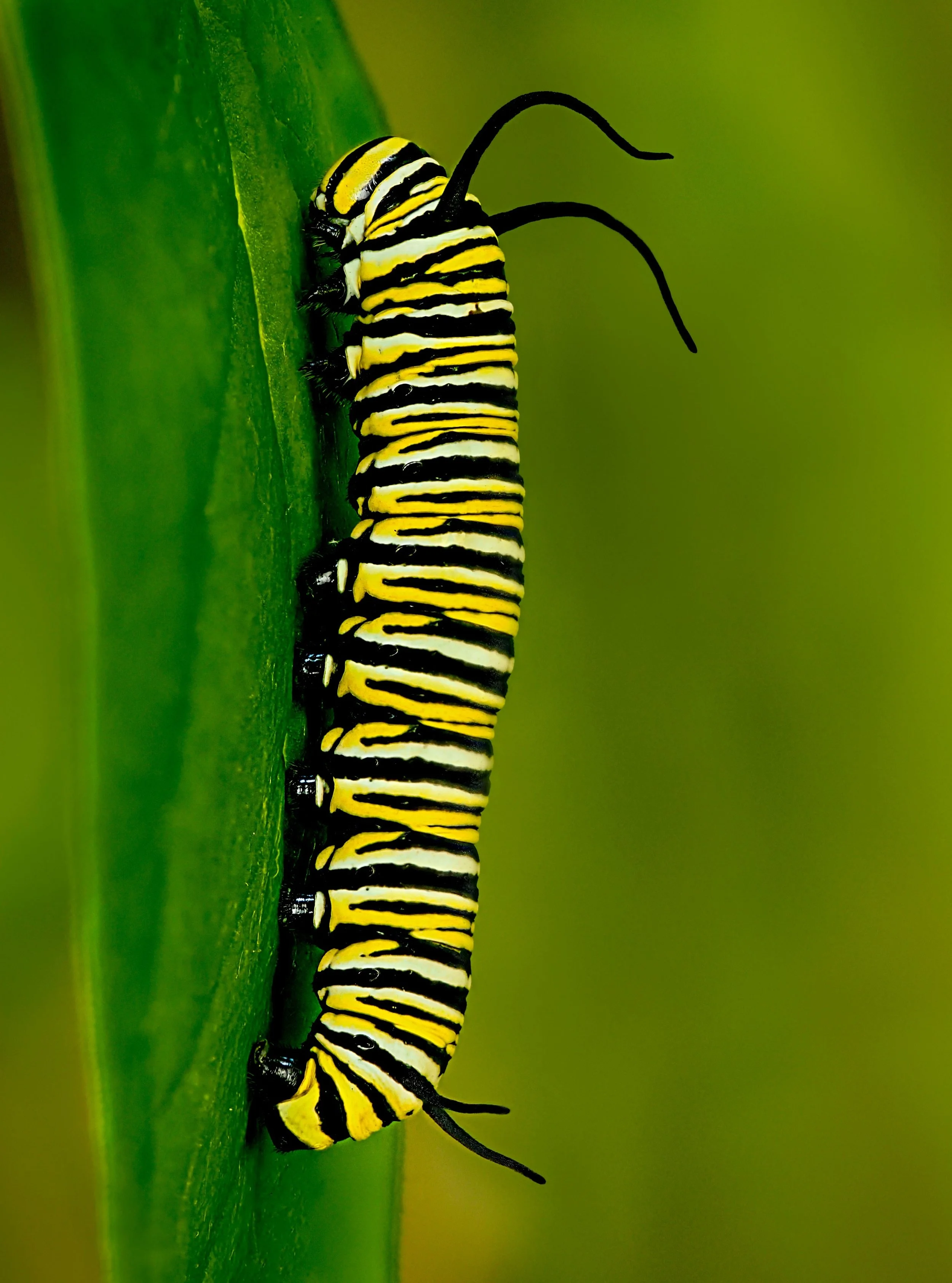 I was so excited to see a monarch caterpillar in our yard. We have milkweed and many pollinators and a monarch butterflies, but last year no monarch caterpillar and this year, woza, there is a big one. Alas, nature can be cruel, and then next day, sw