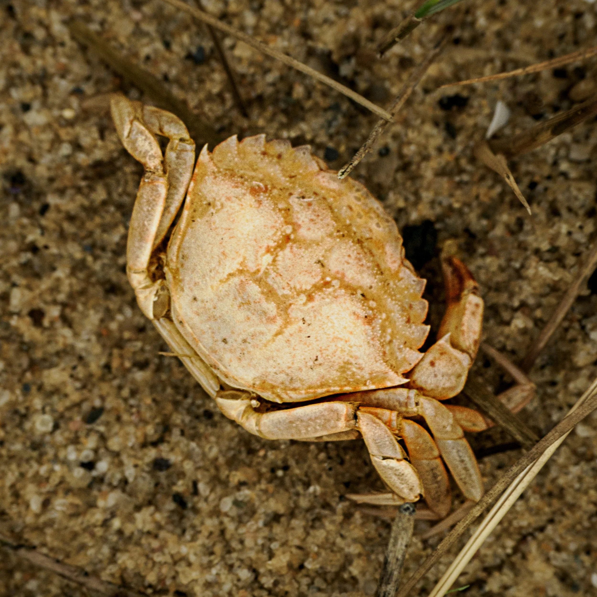 Face in the crab, pareidolia

Take, handheld, with the @omsystem.americas M Zuiko 12-100mm lens on the OM-1 mark II

#omsystem #pareidolia #beachlife #lisatomphotos