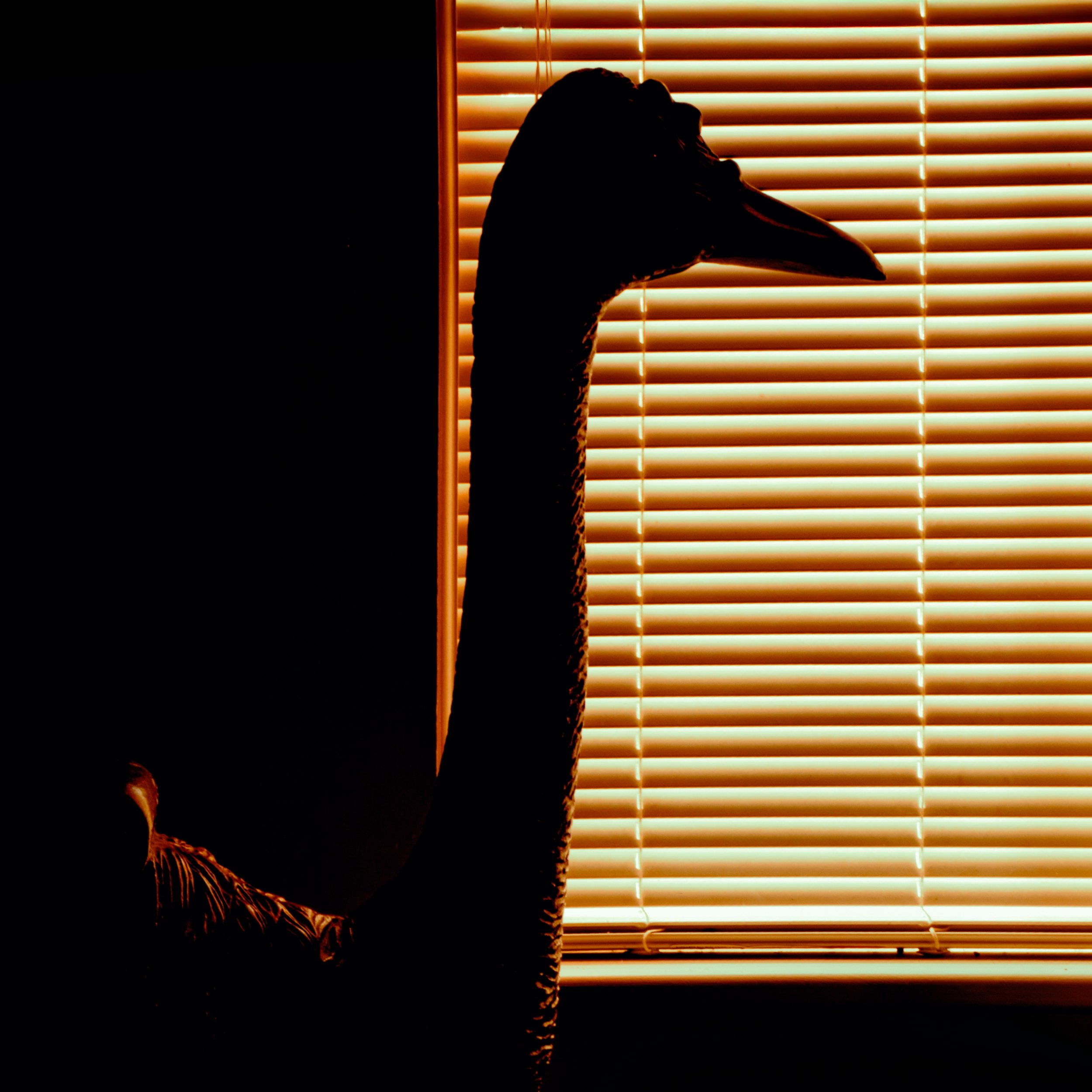 Fun with the Emu

Taken with the @omsystem.americas M. Zuiko 12-100mm lens on the OM-1 mark II. 

ISO 200 f22 

#emu #naturephotoretreats #lisatomphotos #silhouette @naturephotoretreats @franktaylorsmith