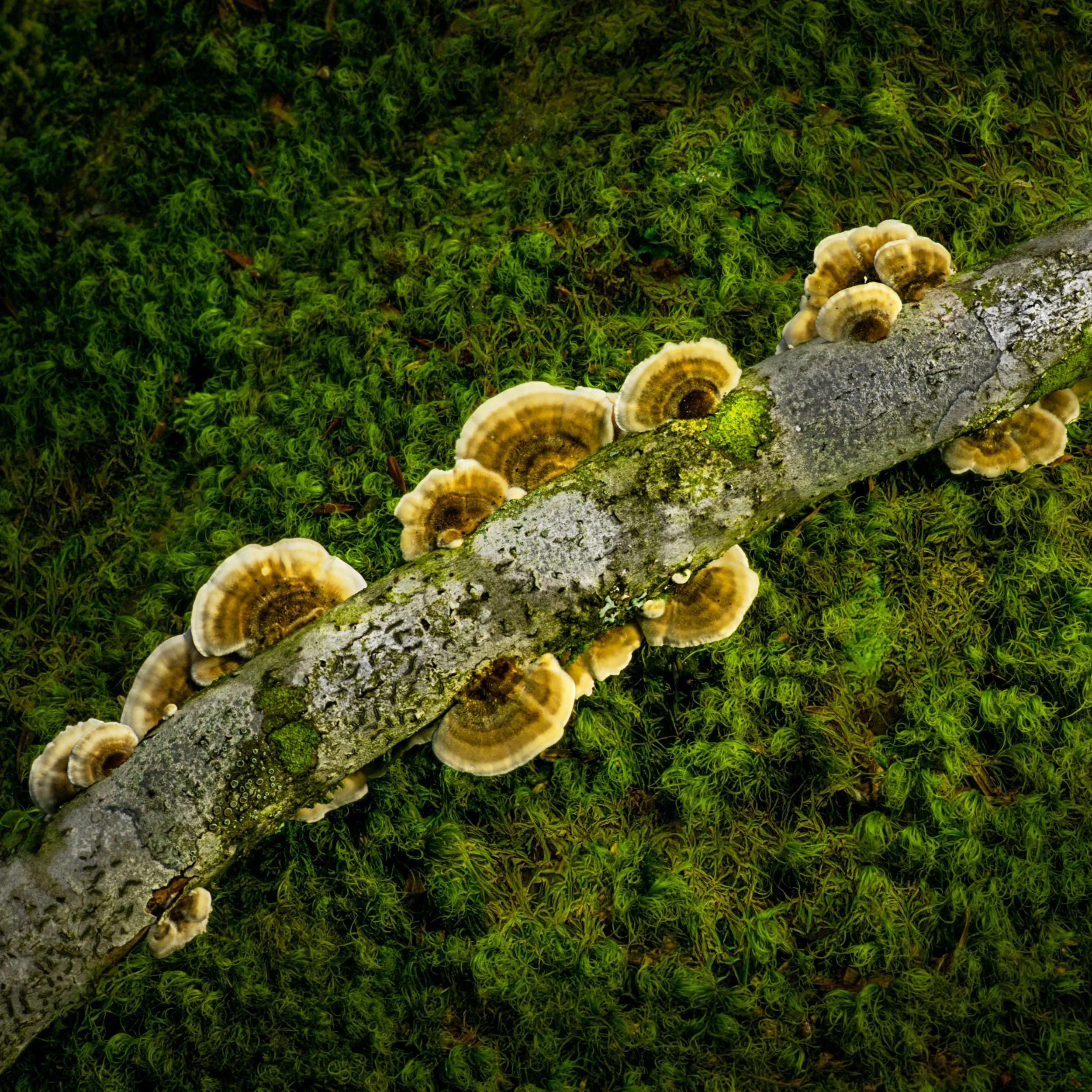 Bracket Fungi, lightpainted

Taken with the @omsystem M Zuiko 50-200mm lens on the OM-3 camera using daylight live composite and a snooted flashlight.
ISO 200 f14 1/2 second refresh rate

#omsystem #lisatomphotos #livecomposite #daylightlivecomposite