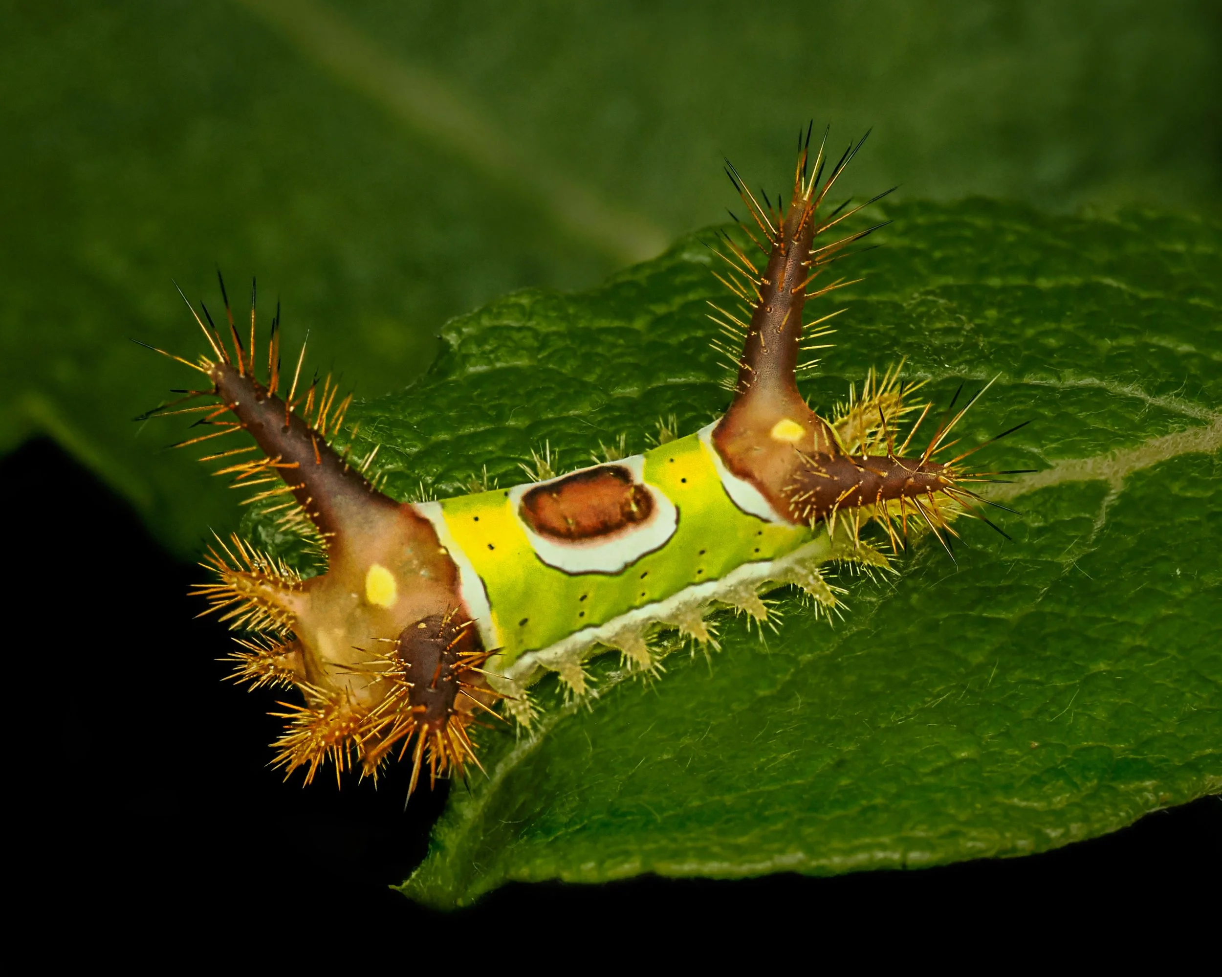 Caterpillar 
Focus stacked in camera, 12 stacks 
Taken, handheld, with the @omsystem.americas M Zuiko 90mm lens on my OM-1 mark ii with the @ak_diffuser diffuser on my Fl700wr flash 

#caterpillar #caterpillarlab #omsystem #lisatomphotos #focusstacki