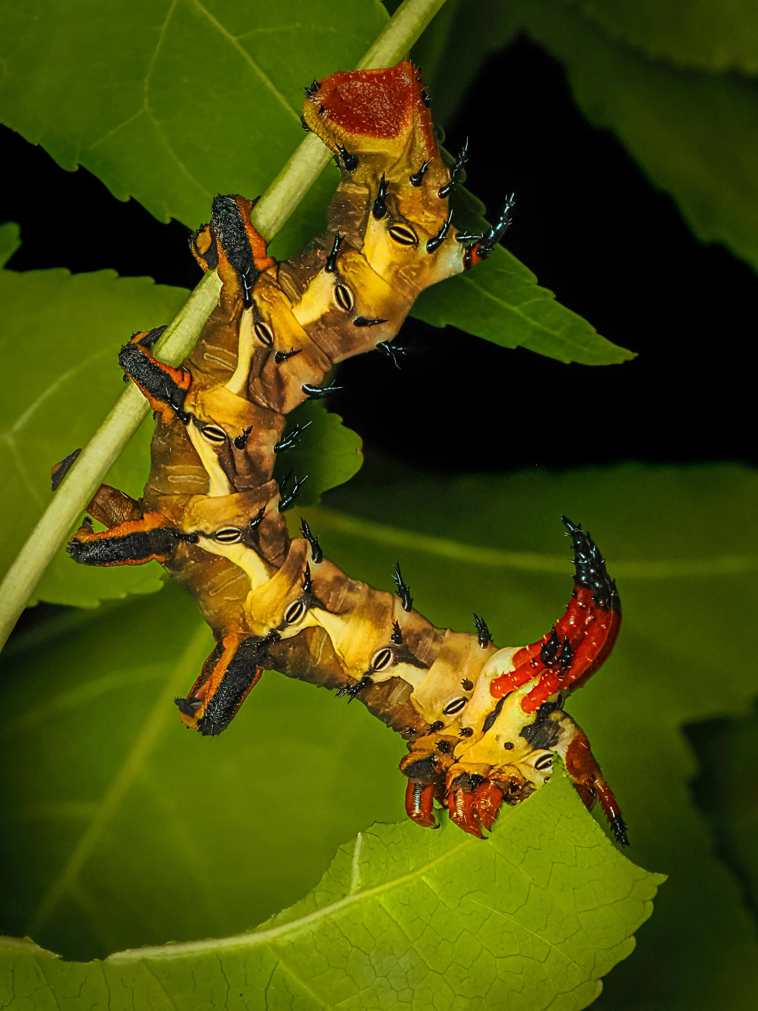 Caterpillar 
Taken, handheld, with my @omsystem.americas  M Zuiko 90mm macro lens with the @ak_diffuser on my Fl700wr flash
Stacked in-camera 12 stacks 

#omsystem #lisatomphotos #caterpillars #caterpillarlab #focusstacking