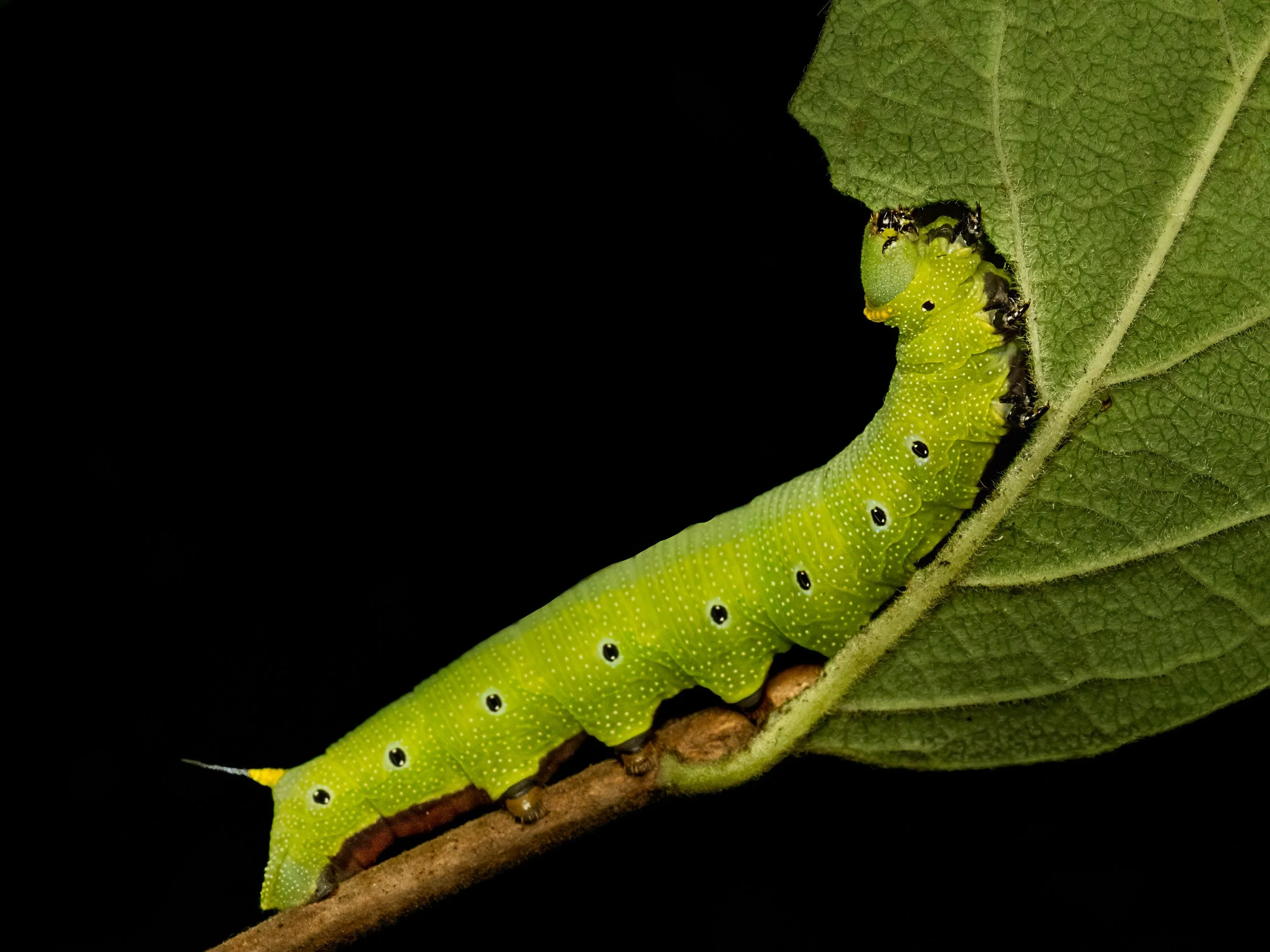 Caterpillar, focus-stacked in-camera 12 stacks

Taken, handheld, with my @omsystem.americas M Zuiko 90mm macro lens with the @ak_diffuser on my Fl700wr flash

#omsystem #lisatomphotos #caterpillars #caterpillarlab #focusstacking
2d