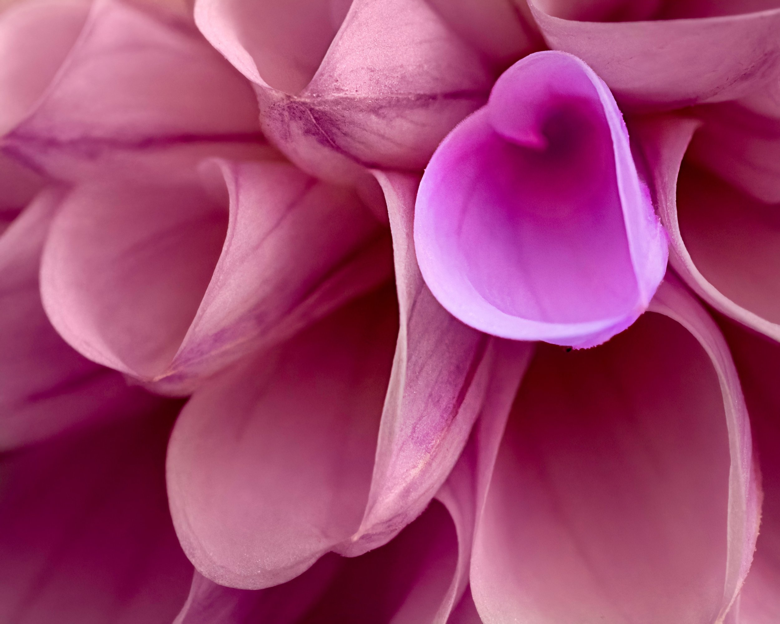 Heart of the Dahlia

Single frame, f11
Taken, handheld, 10 stacks, suing the @omsystem.americas M Zuiko 90mm lens on the OM-1 mark II camera.

#omsystem #dahlia #flowers #lisatomphotos