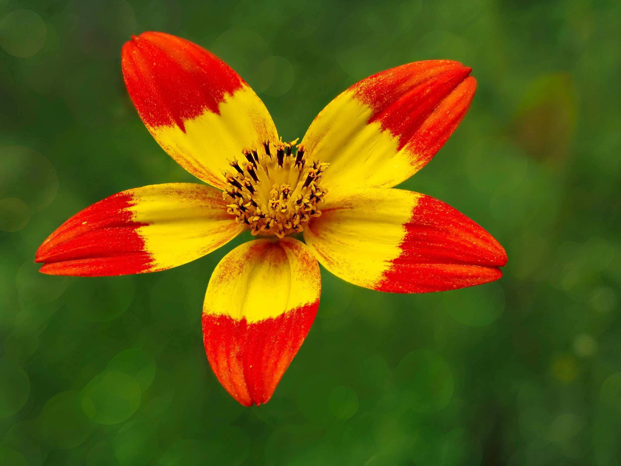 Focus-stacked in-camera, handheld, 10 stacks, suing the @omsystem.americas M Zuiko 90mm lens on the OM-1 mark II camera. 

Bidens (no politics, just flowers) flowers are tough, sun-loving plants with bright, daisy-like blooms. They grow fast, handle 