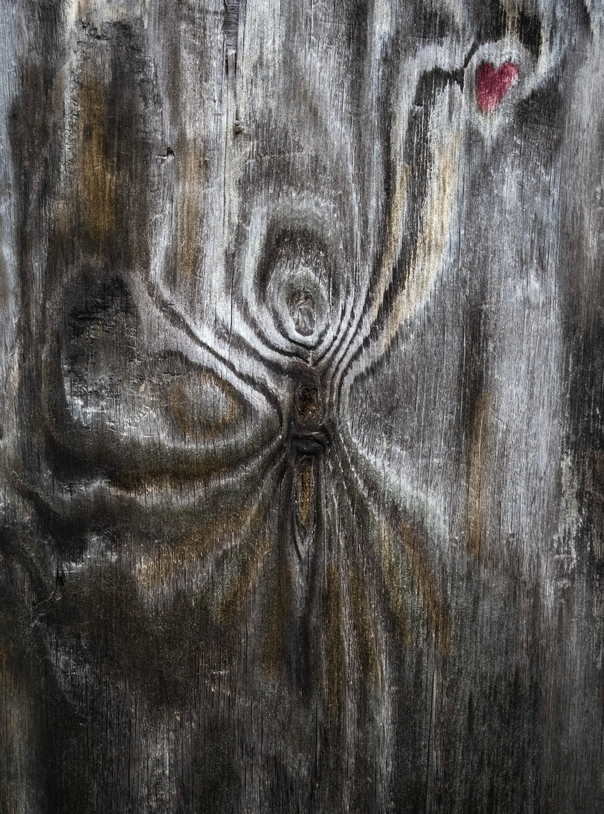 Pareidolia
Reaching for the Heart
Found during our Vermont @Naturephotoretreats recent retreat

Taken, handheld, with the @omsystem.americas M Zuiko 12-45mm lens on the @omsystem.cameras OM-5 mark II camera

#omsystem #paredolia #hearts #seetheunseen