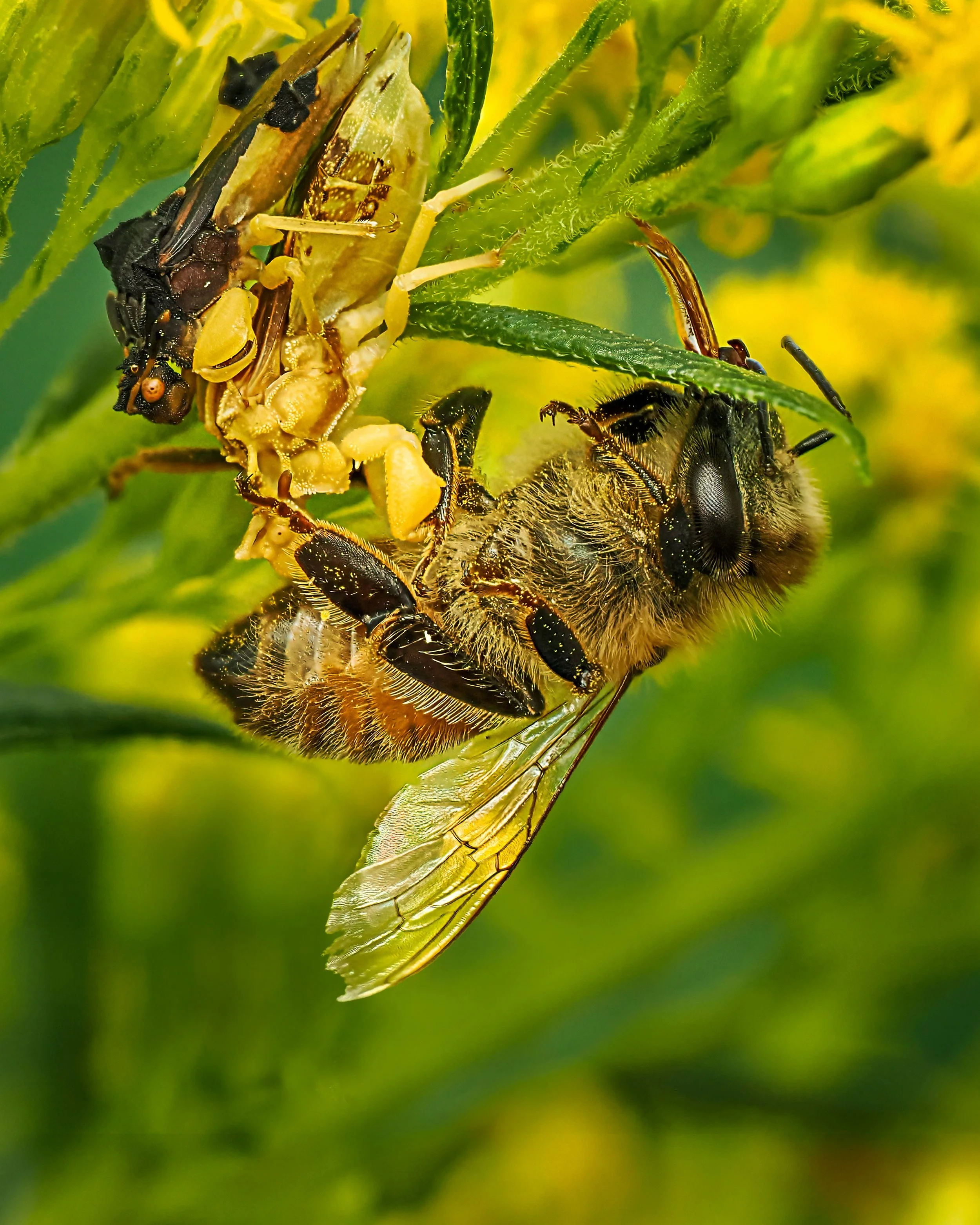 Snacking...
while mating
!?!
Yes, indeed.
I was photographing these two Jagged Ambush bugs and poof, she caught a bee and started snacking. 30 minutes later they were still going at it, and she was still snacking

Jagged Ambush Bugs, mating

Taken, h