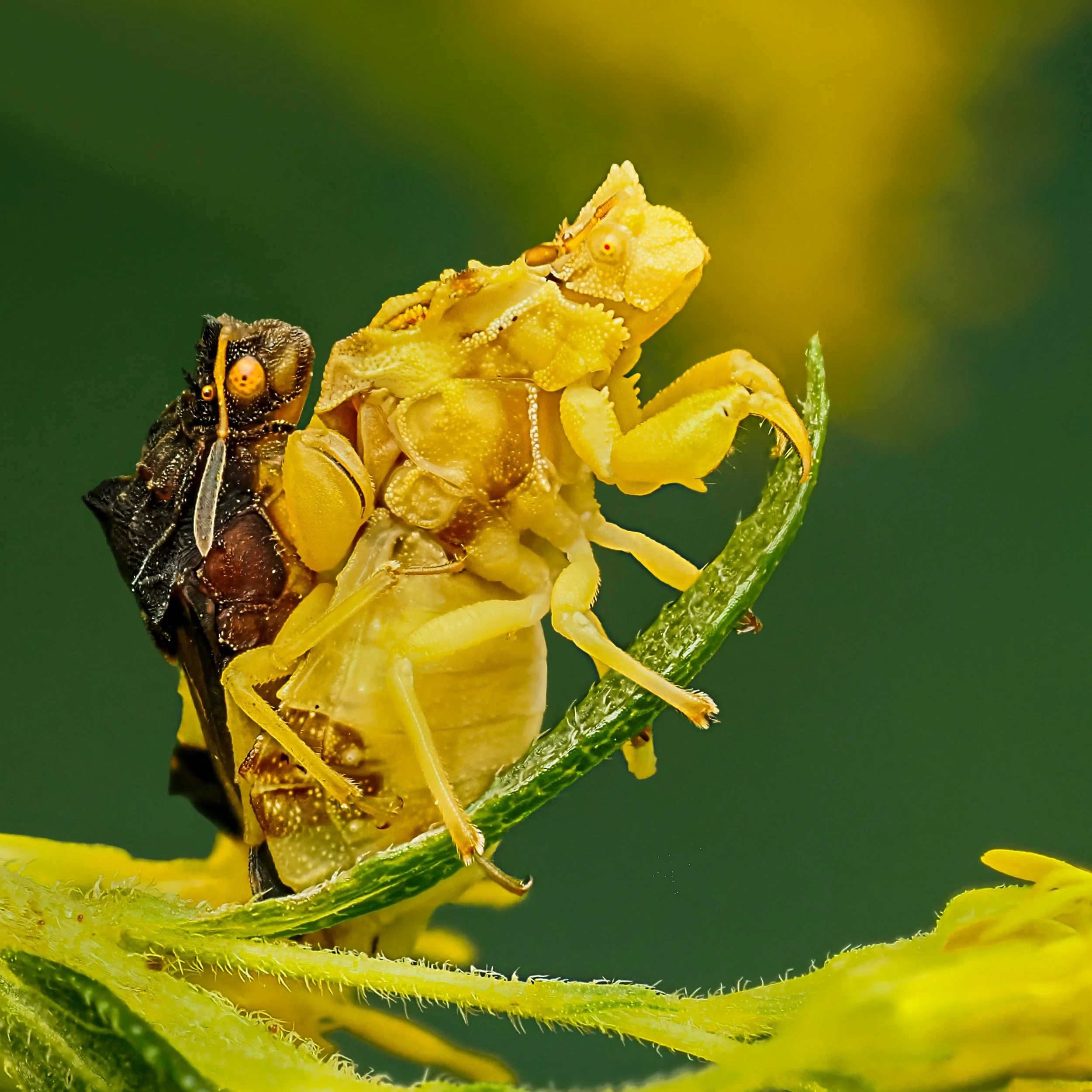 Jagged Ambush Bugs, mating

Taken, handheld, with my @omsystem.americas M Zuiko 90mm lens on my @omsystem.cameras OM-1 mark II using the @ak_diffuser on the fl700wr flash

Focus stacked, in-camera, handheld, 15 stacks

#omsystem #focusstacking #insec