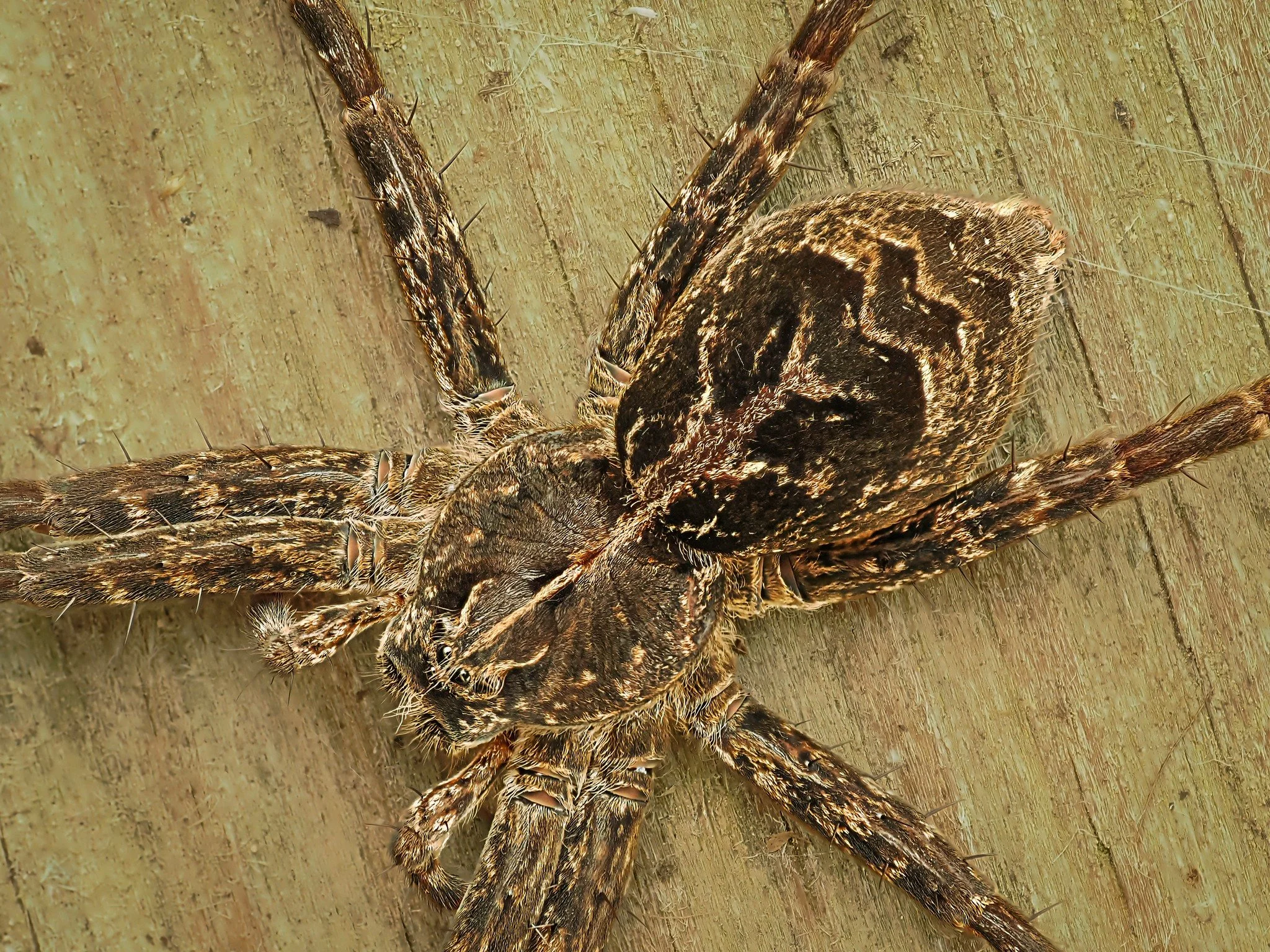 This spider (well, technically a pair, as the male was nearby and he kept touching her, trying to entice her) was a little creepy. 

Taken, handheld, with my @omsystem.americas  M Zuiko 90mm lens on my @omsystem.cameras OM-1 mark II camera using the 