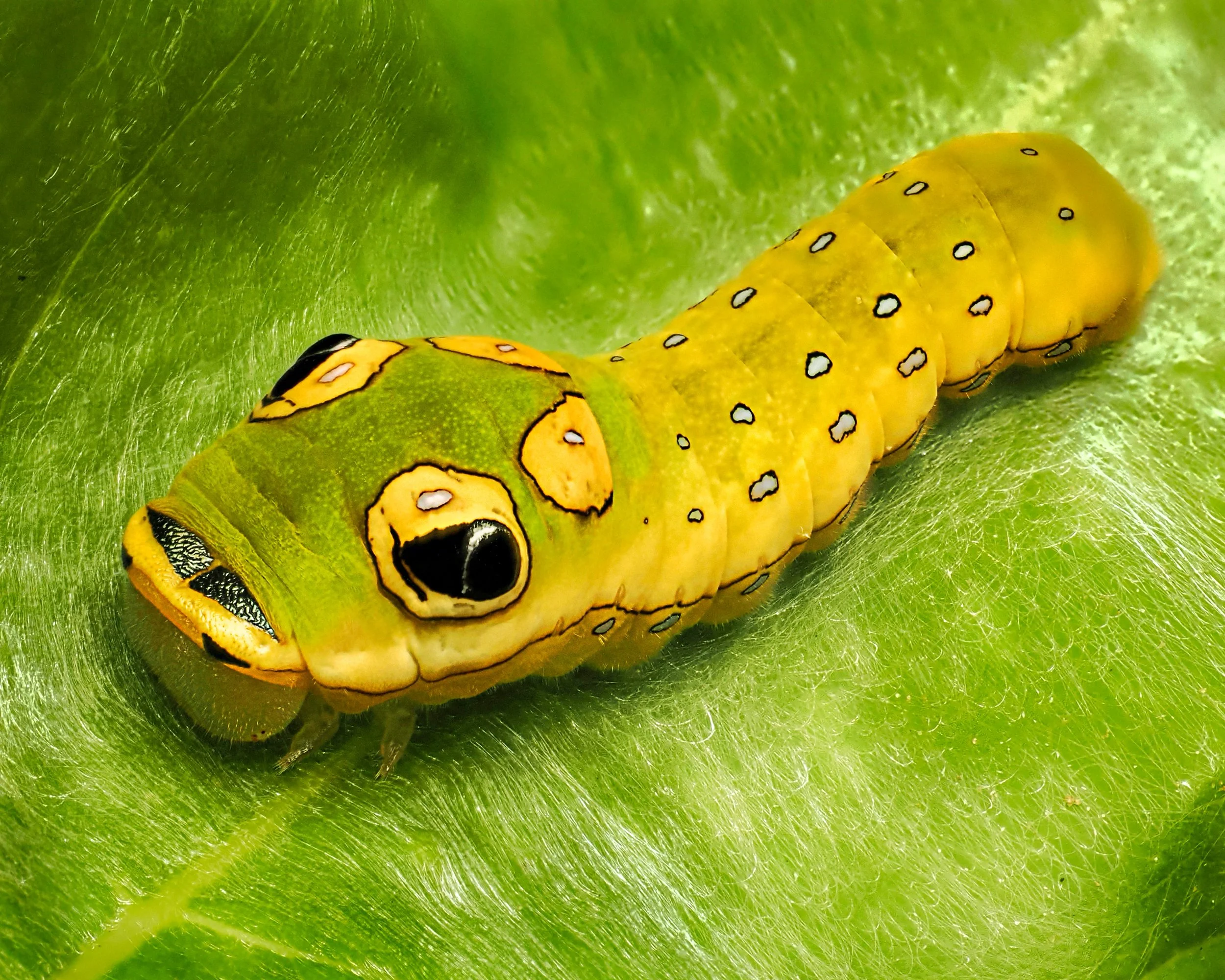 Spicebush Swallowtail Caterpillar
This caterpilar mimics a snake to avoid being eaten. To me, it looks like a cute squishy stuffy pillow toy

Taken, handheld, with the @omsystem.americas M Zuiko 90mm lens on my @omsystem.cameras OM-1 mark II using th