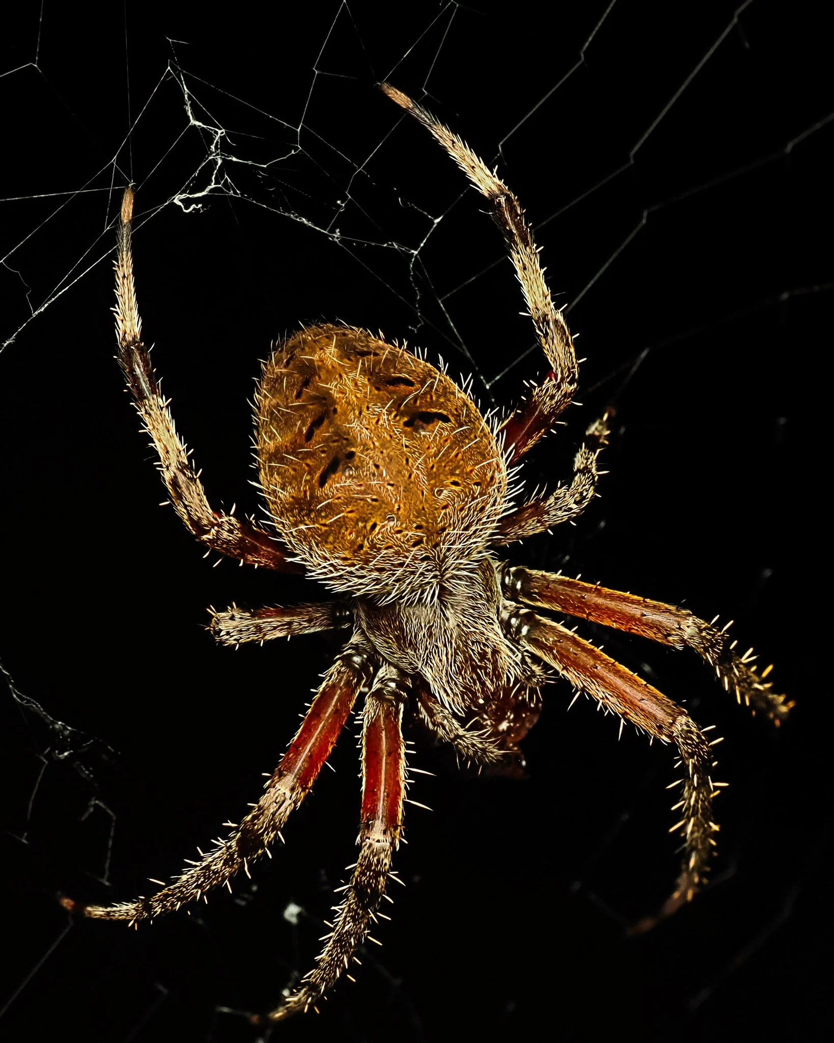 Orb weaver spider
She looks like she is wearing a super hero mask, lol
Very ambitious, weaving large webs across our front stoop each evening. 

f14, focus-stacked, 15 stacks, handheld, stacked in-camera 

Taken, handheld, with my @omsystem.americas 
